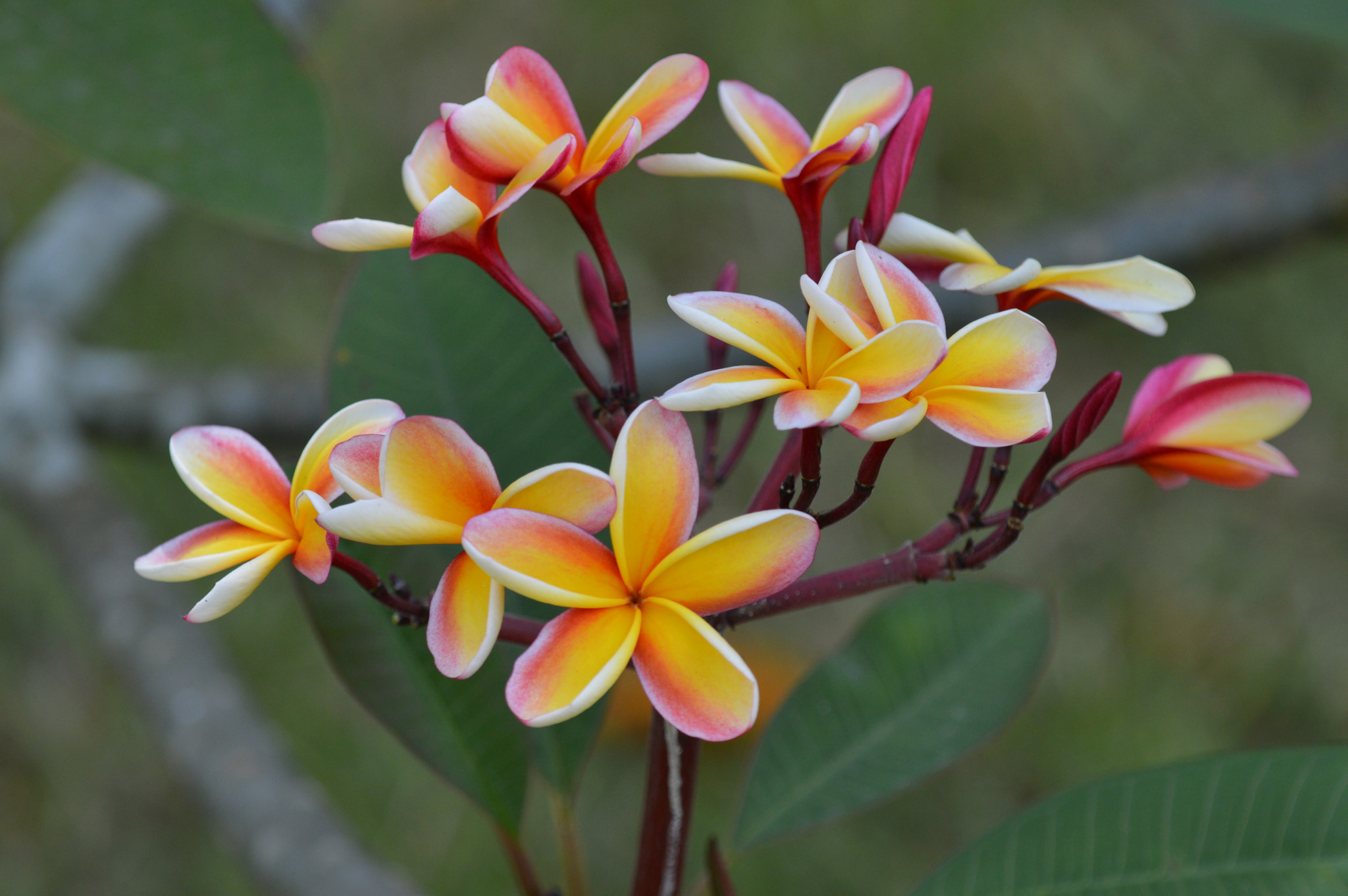 Nikon D3200 + Tamron SP AF 180mm F3.5 Di LD (IF) Macro sample photo. Orange/magenta flower photography