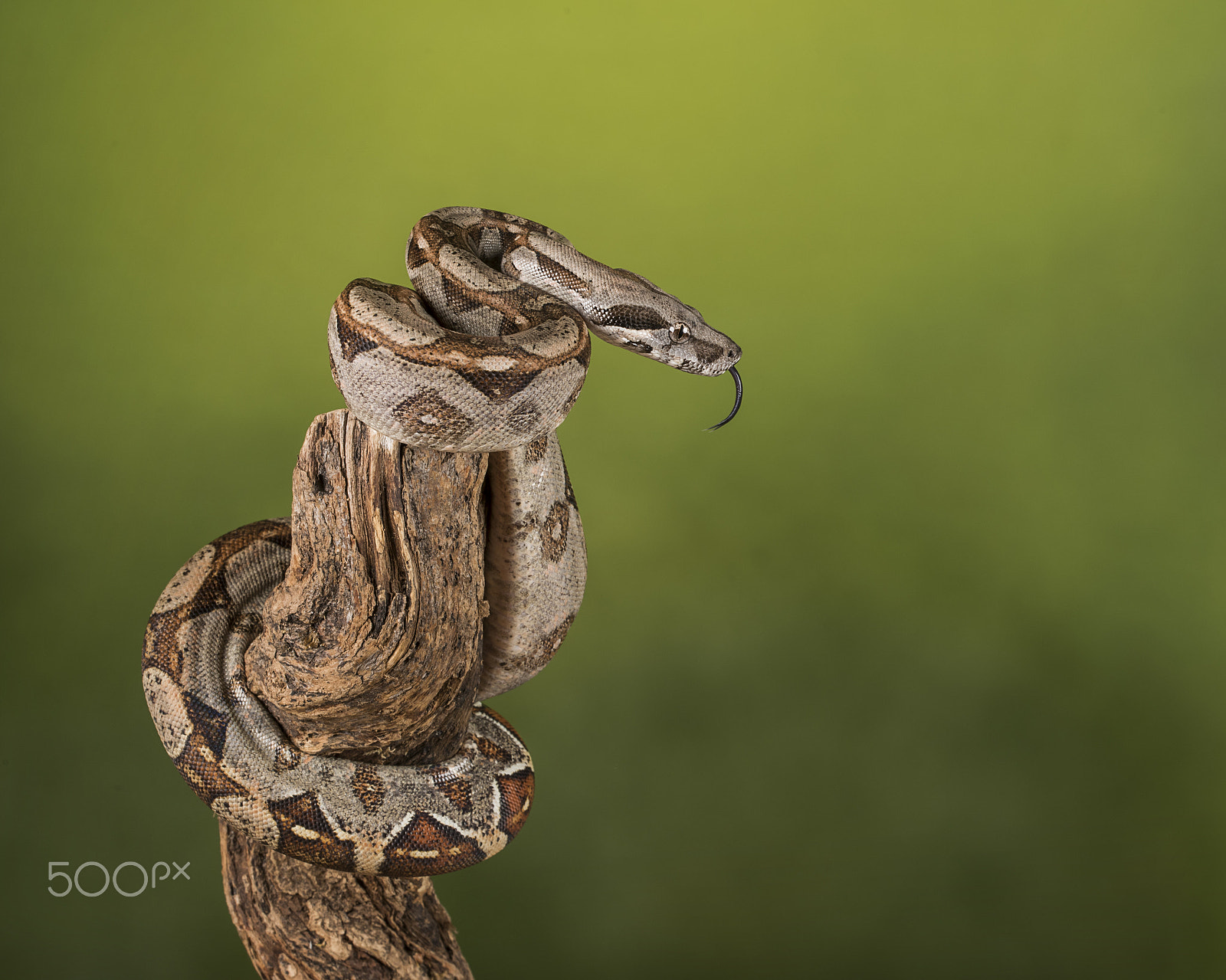 Sigma 150mm F2.8 EX DG OS Macro HSM sample photo. Common boa photography