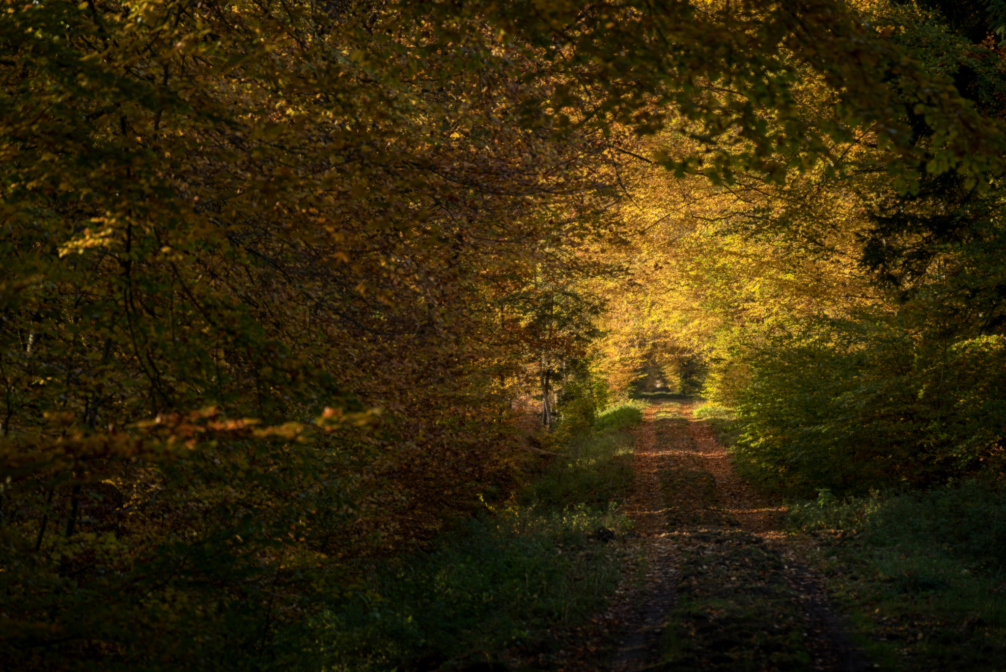 Pentax K-1 sample photo. Autumnal tunnel photography