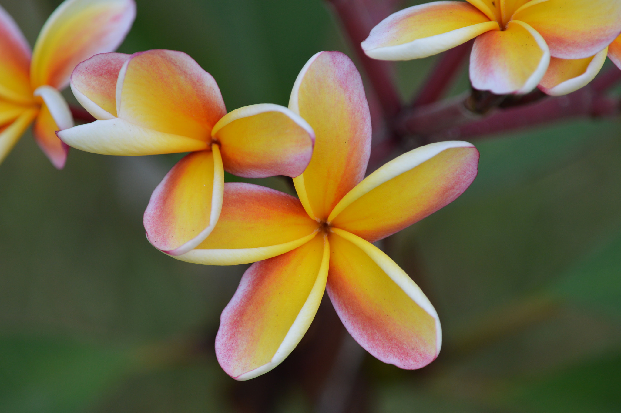 Tamron SP AF 180mm F3.5 Di LD (IF) Macro sample photo. Orange/magenta flower photography