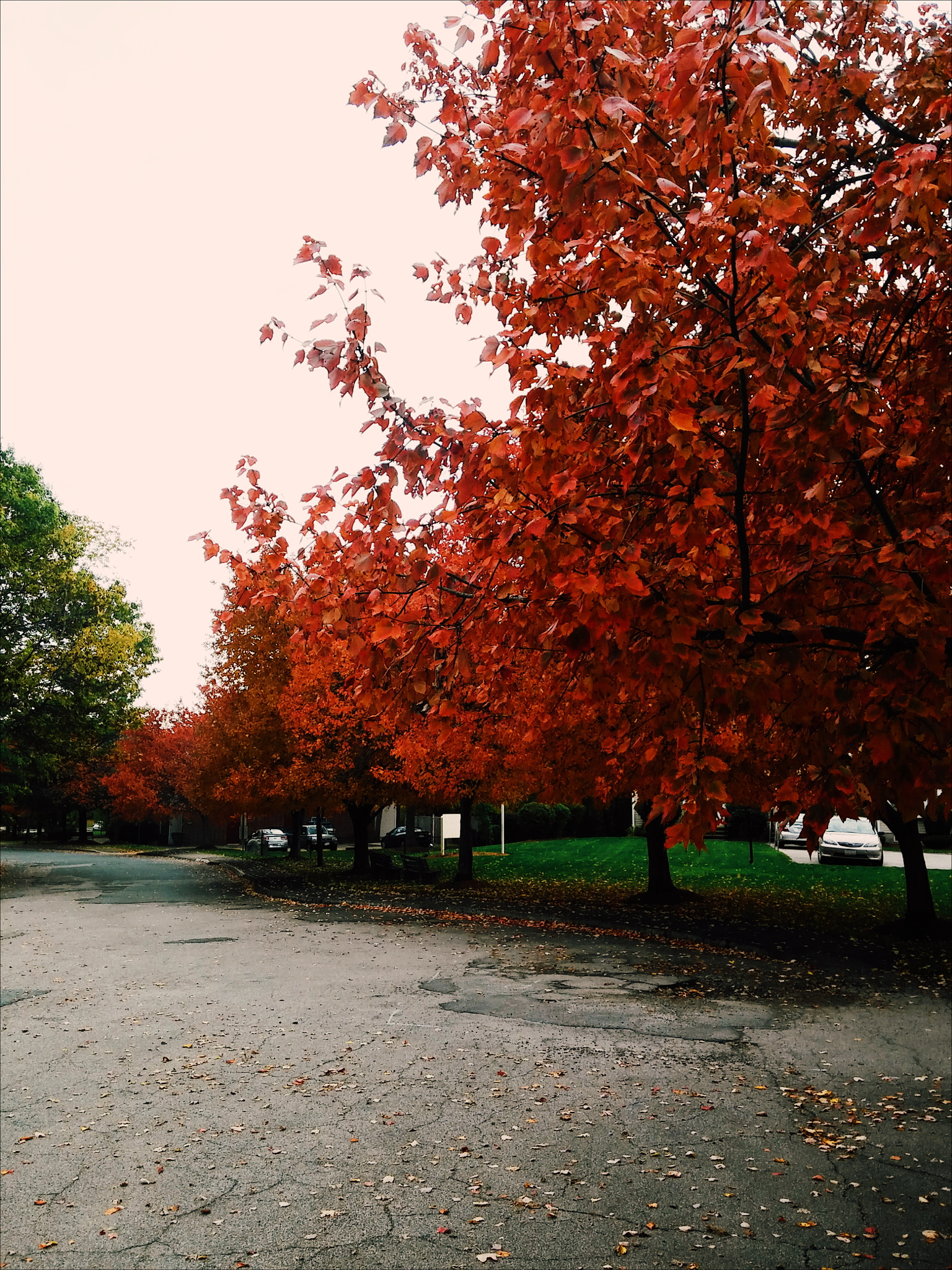 LG G STYLO sample photo. In love with fall photography
