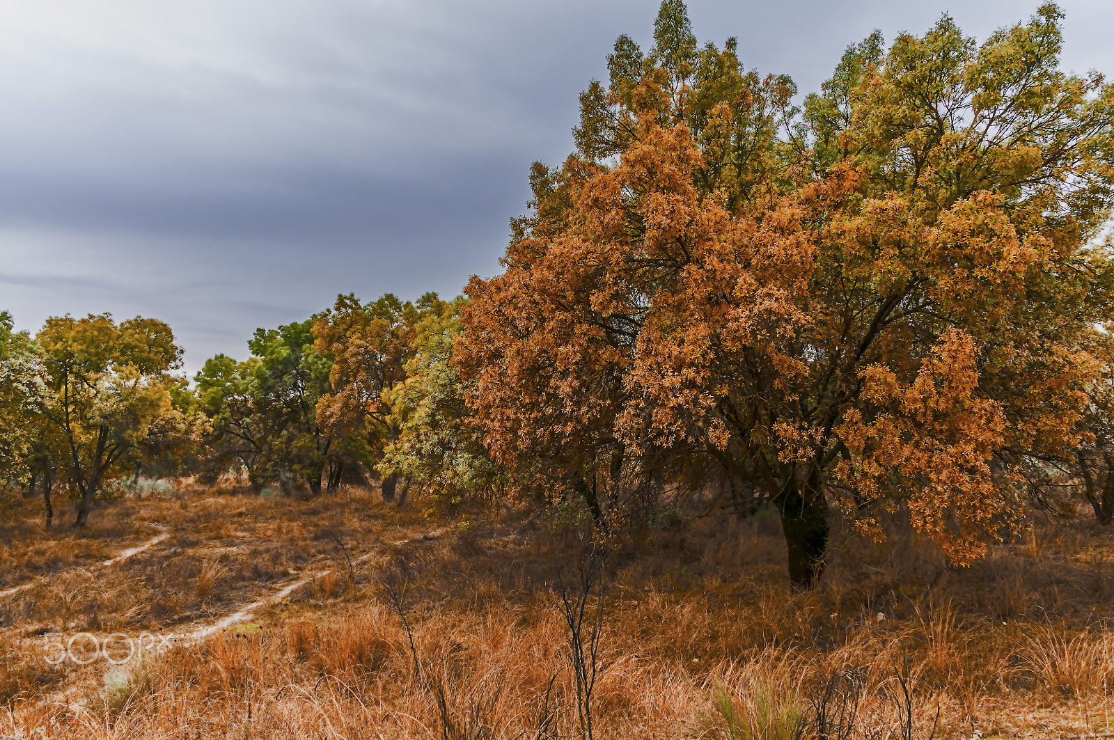 Nikon D300S + Sigma 18-200mm F3.5-6.3 DC OS HSM sample photo. Paseo por el retamar photography