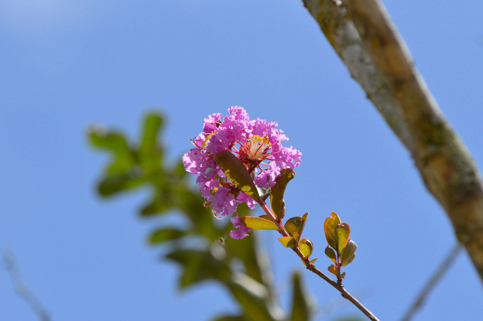 Tamron SP AF 180mm F3.5 Di LD (IF) Macro sample photo. Blue sky photography