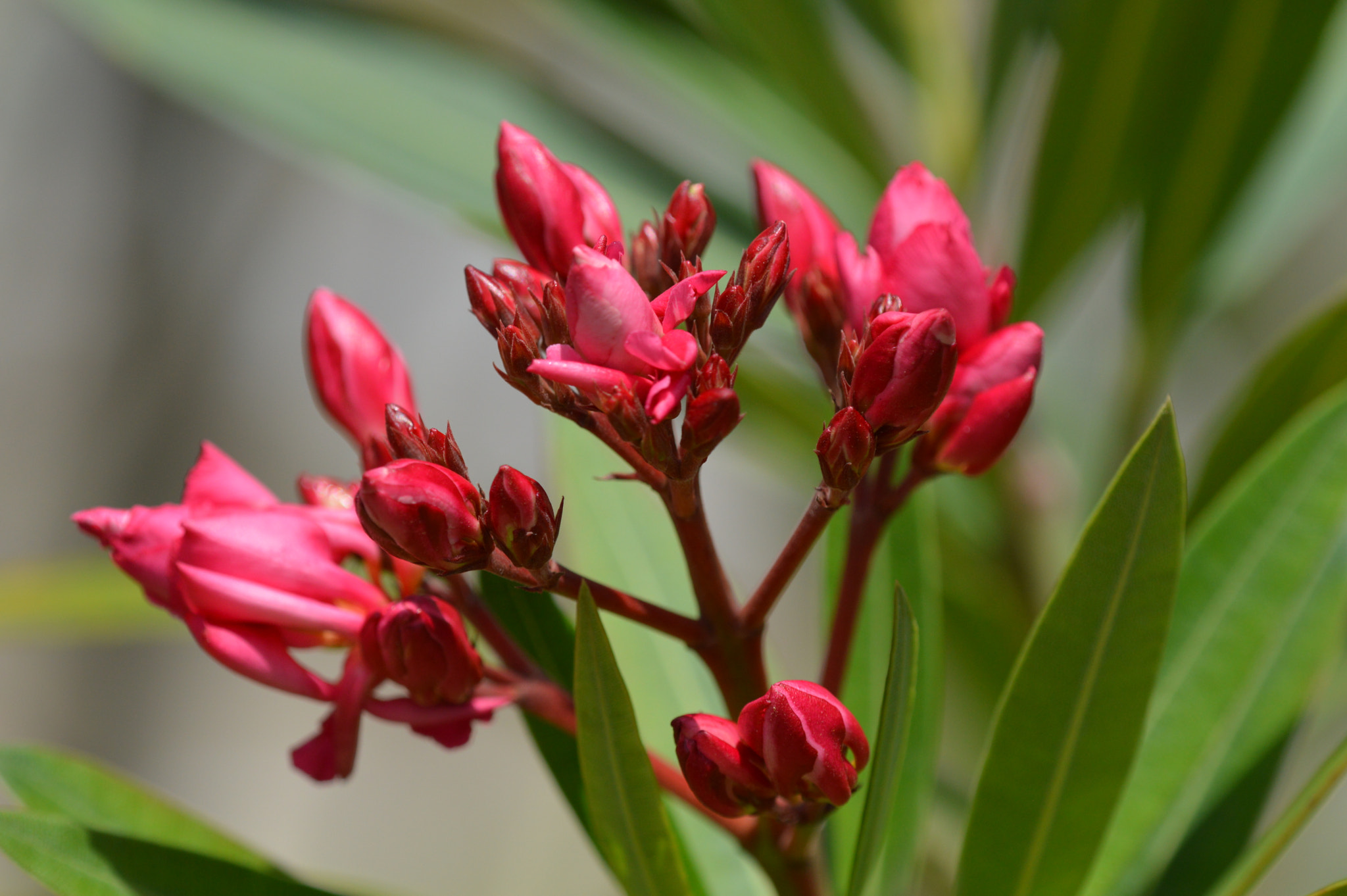 Tamron SP AF 180mm F3.5 Di LD (IF) Macro sample photo. Beautiful flowers photography