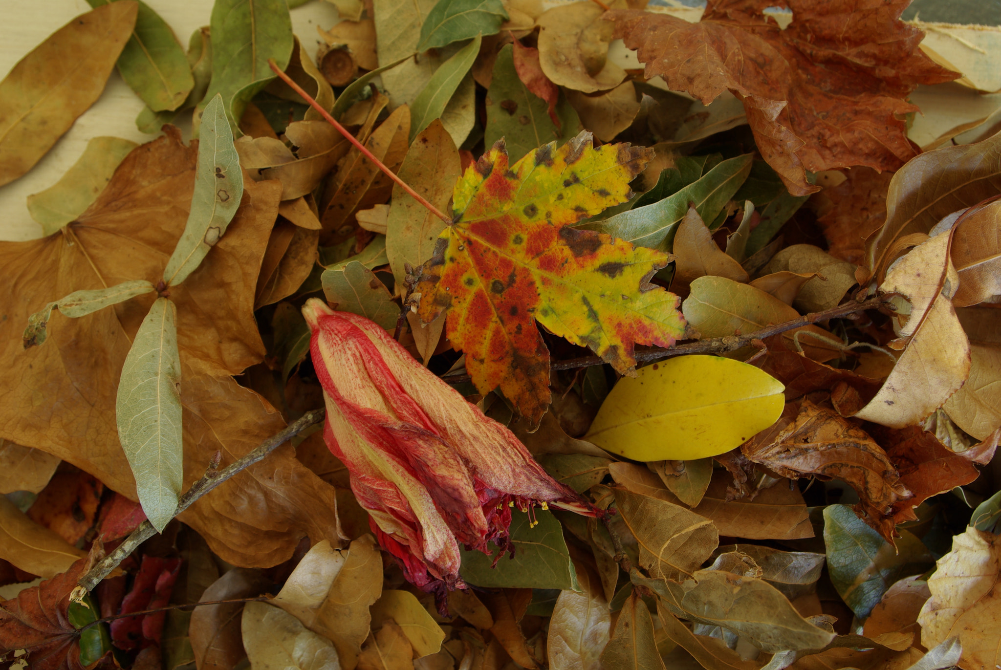 Pentax smc DA 18-55mm F3.5-5.6 AL WR sample photo. Fall collection photography