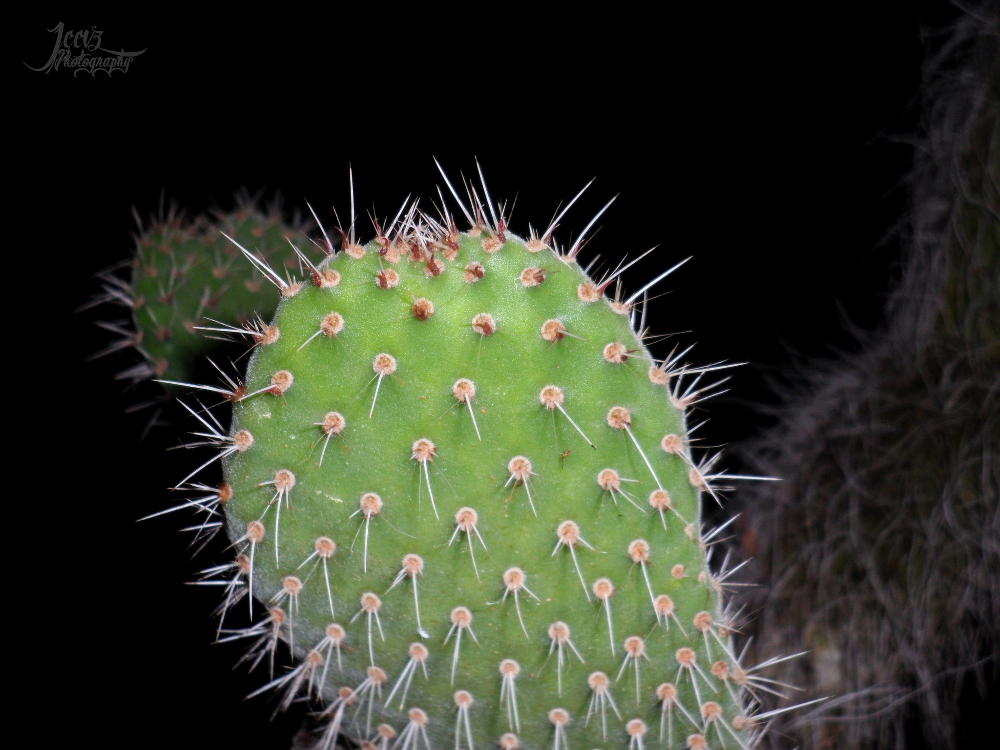Samsung PL120,PL121 / VLUU PL120,PL121 sample photo. Cactus plant photography