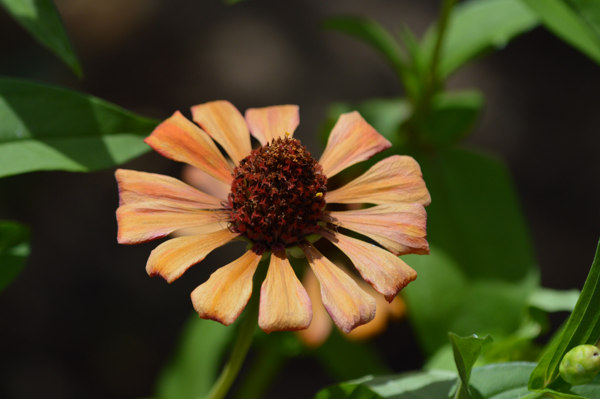 Nikon D3200 + Tamron SP AF 180mm F3.5 Di LD (IF) Macro sample photo. Flowers photography