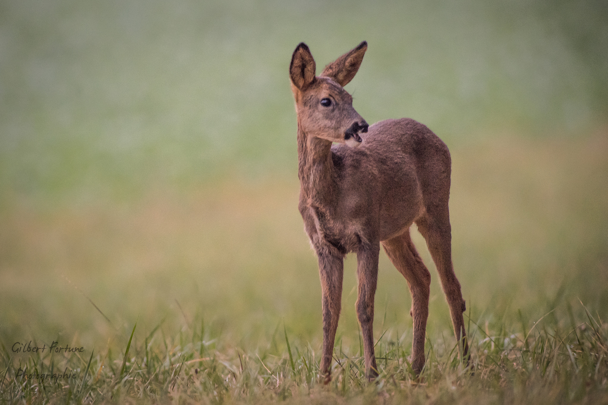 Nikon AF-S Nikkor 300mm F2.8G ED VR II sample photo. Chevrette photography