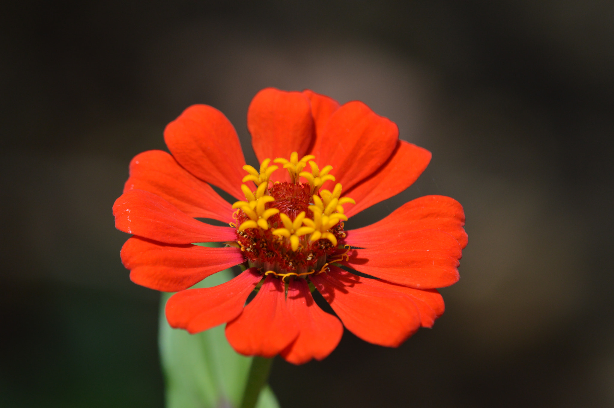 Nikon D3200 + Tamron SP AF 180mm F3.5 Di LD (IF) Macro sample photo. Flowers photography