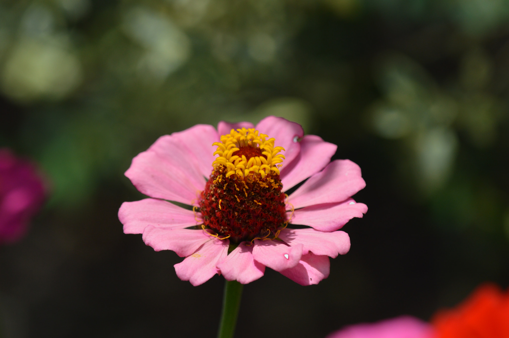 Nikon D3200 + Tamron SP AF 180mm F3.5 Di LD (IF) Macro sample photo. Flowers photography