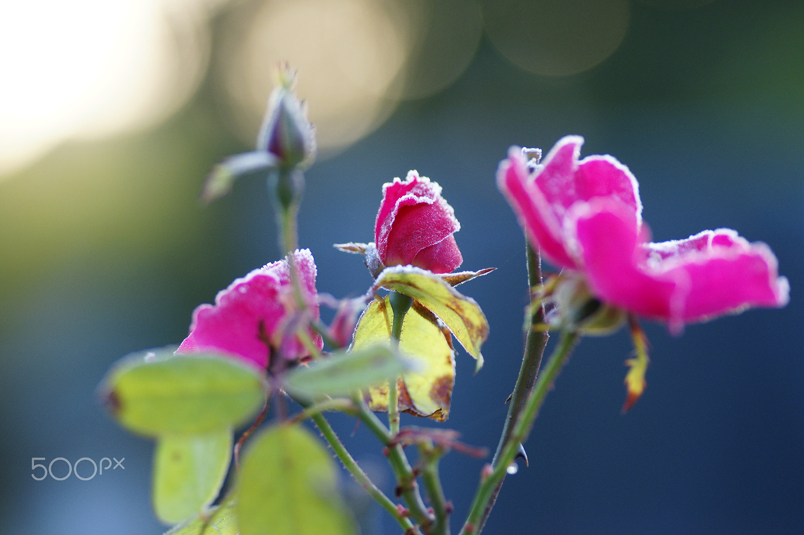 Sony Alpha DSLR-A700 + Tamron SP AF 90mm F2.8 Di Macro sample photo. Rosenfrost photography