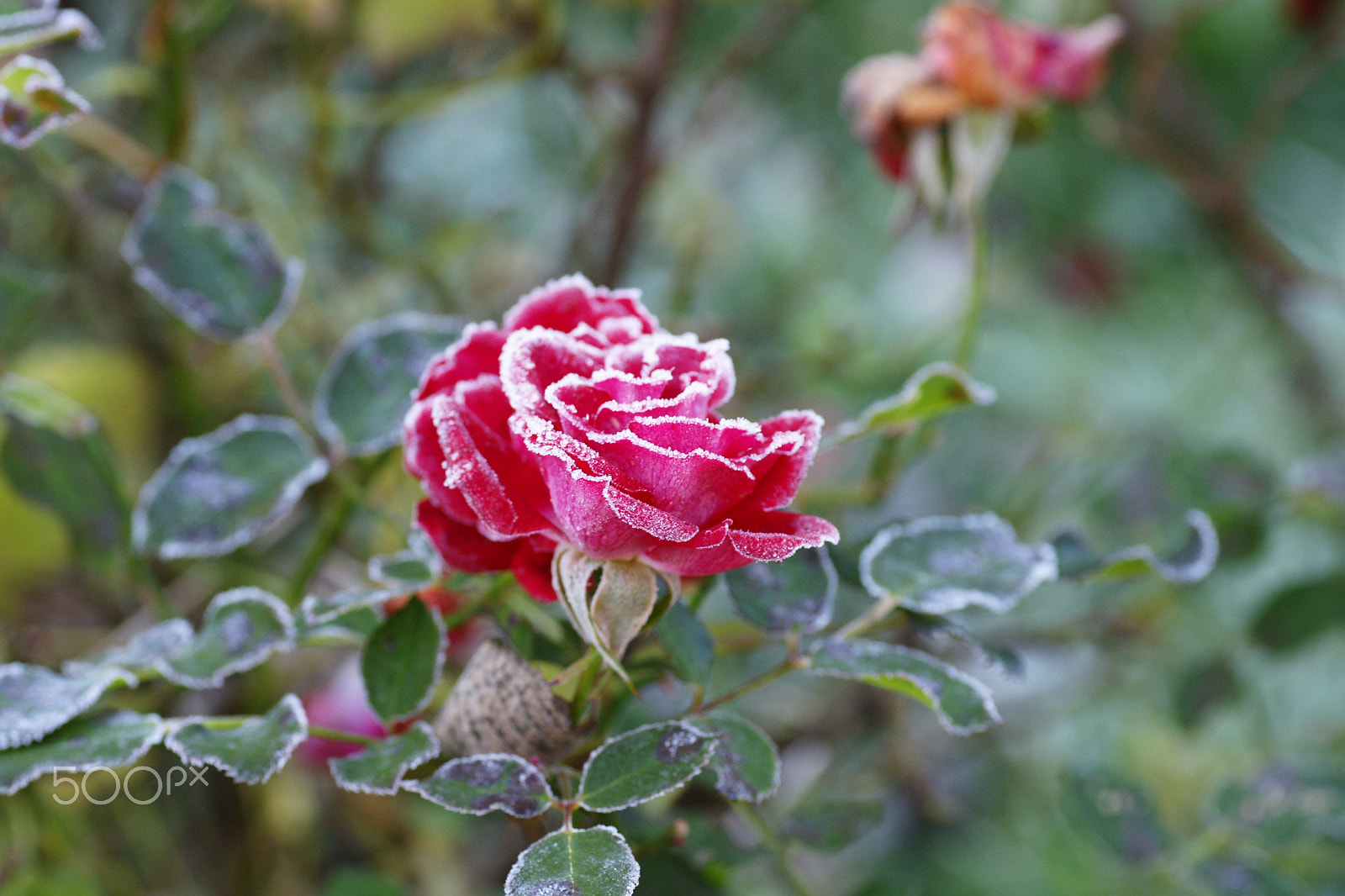 Tamron SP AF 90mm F2.8 Di Macro sample photo. Rosenfrost photography