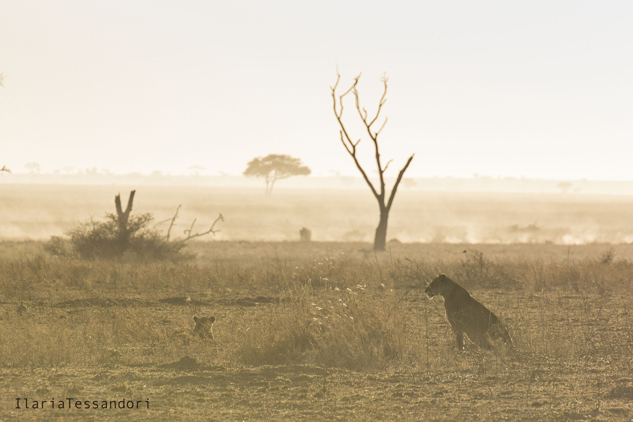 Canon EOS 60D + Tamron SP 70-300mm F4-5.6 Di VC USD sample photo. Awekening in serengeti photography