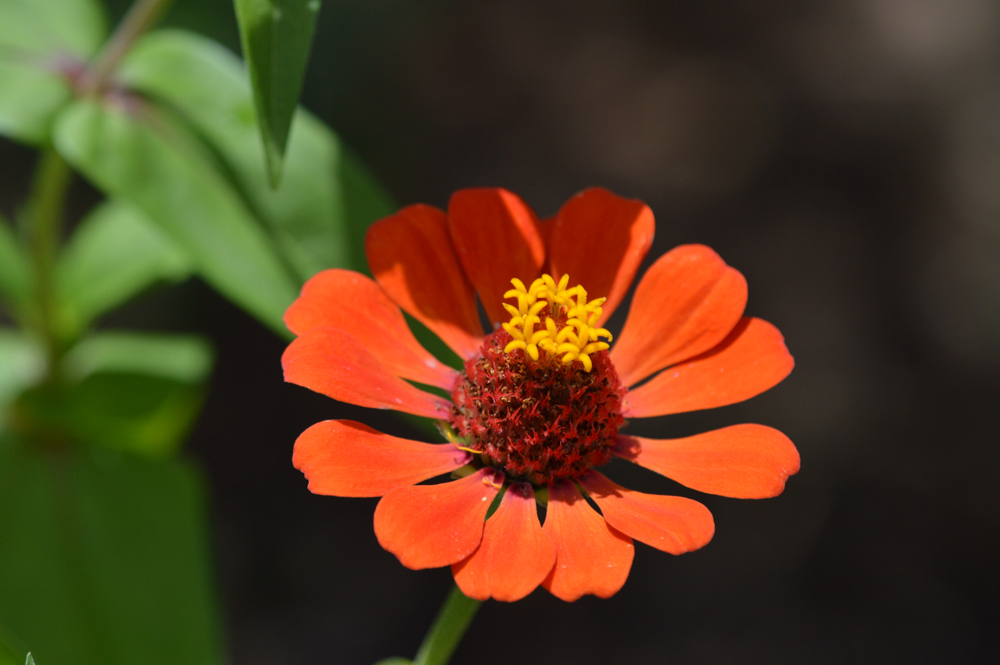 Nikon D3200 + Tamron SP AF 180mm F3.5 Di LD (IF) Macro sample photo. Flowers photography