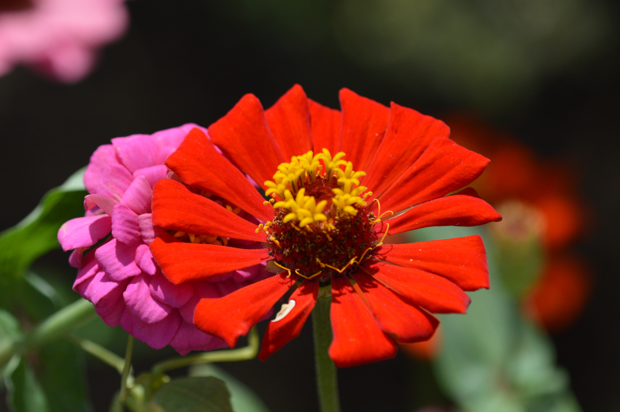 Nikon D3200 + Tamron SP AF 180mm F3.5 Di LD (IF) Macro sample photo. Flowers photography