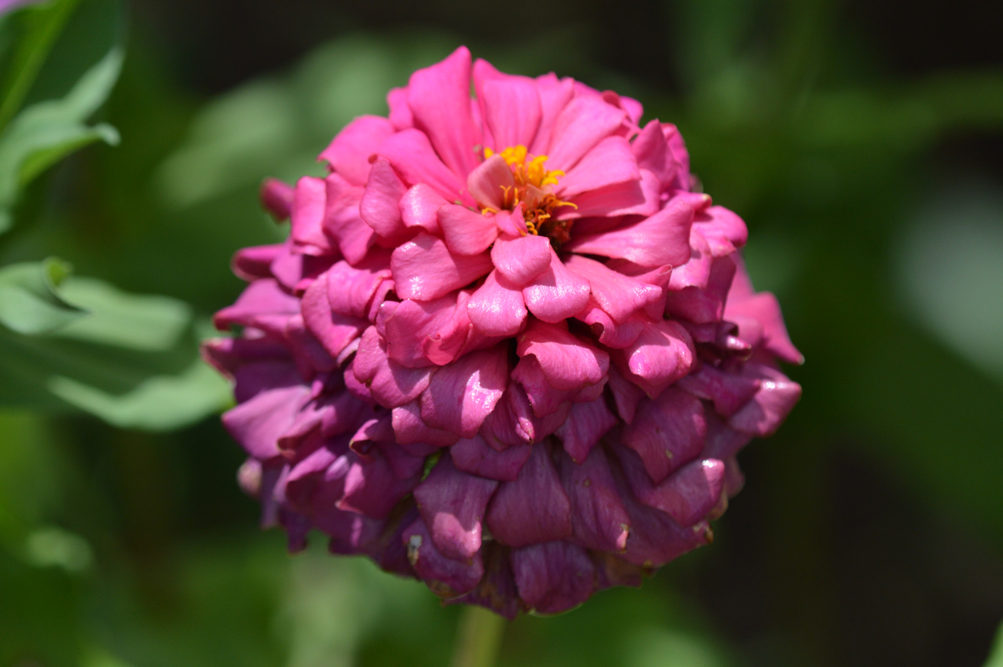 Tamron SP AF 180mm F3.5 Di LD (IF) Macro sample photo. Flowers photography