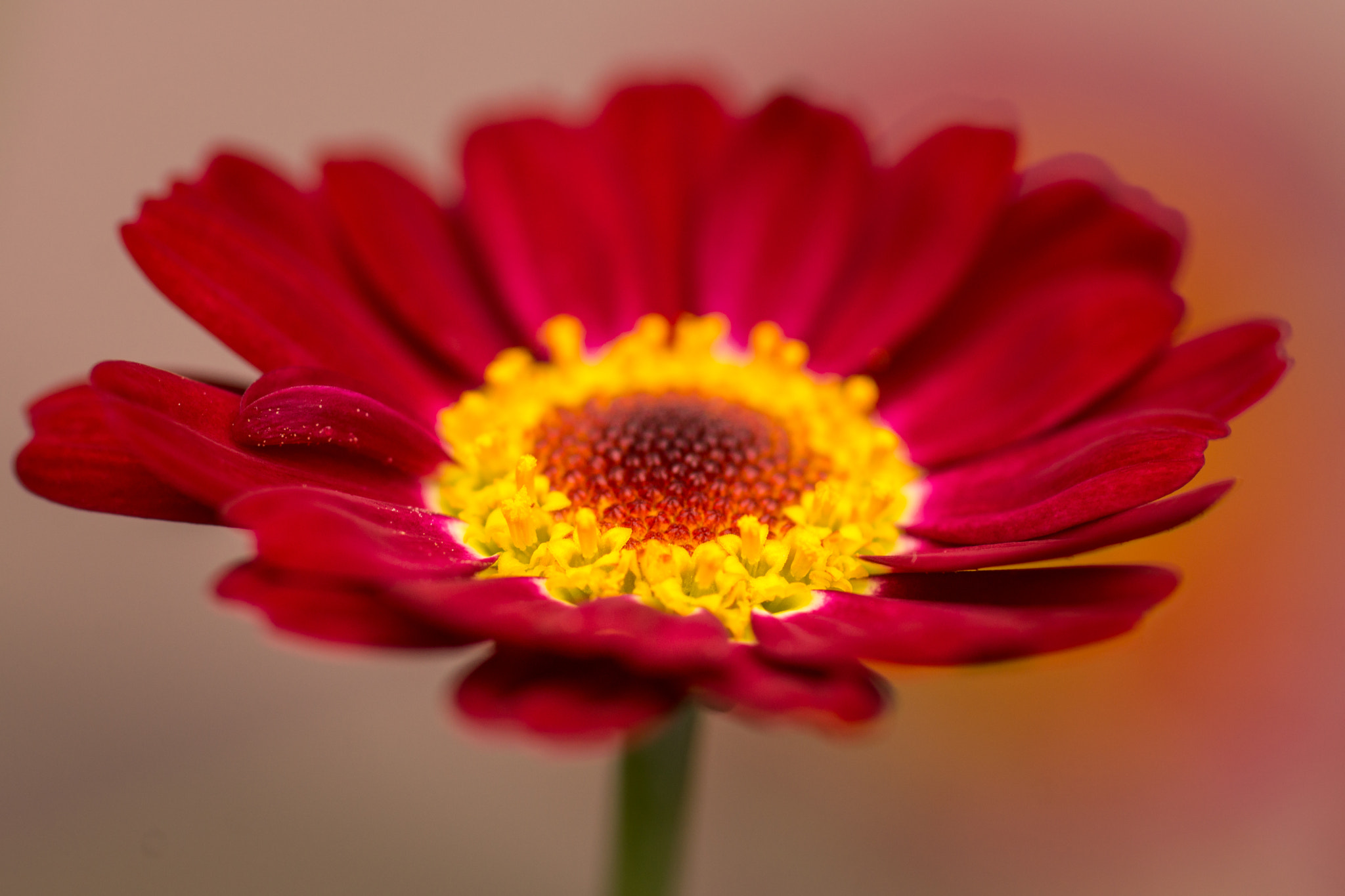 Sony 100mm F2.8 Macro sample photo. Chrysanthemum. photography