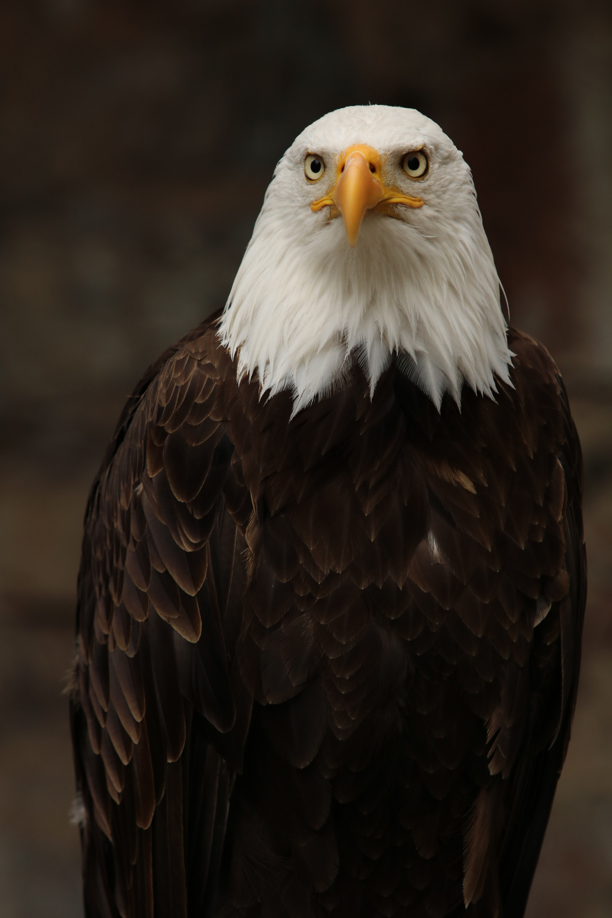 Canon EF 70-200mm F2.8L USM sample photo. Curiosity photography