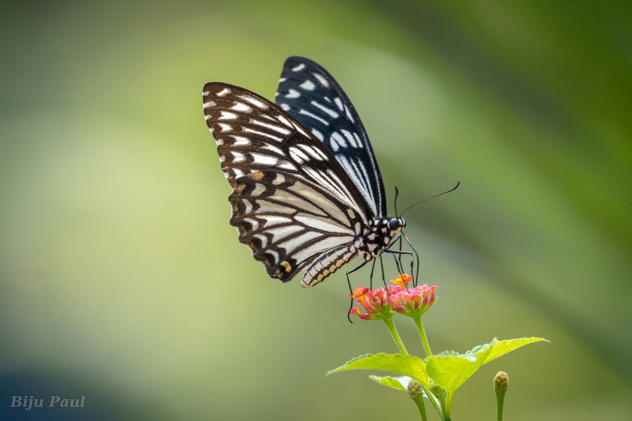 Nikon AF-S Nikkor 200-500mm F5.6E ED VR sample photo. Black'n'white beauty photography