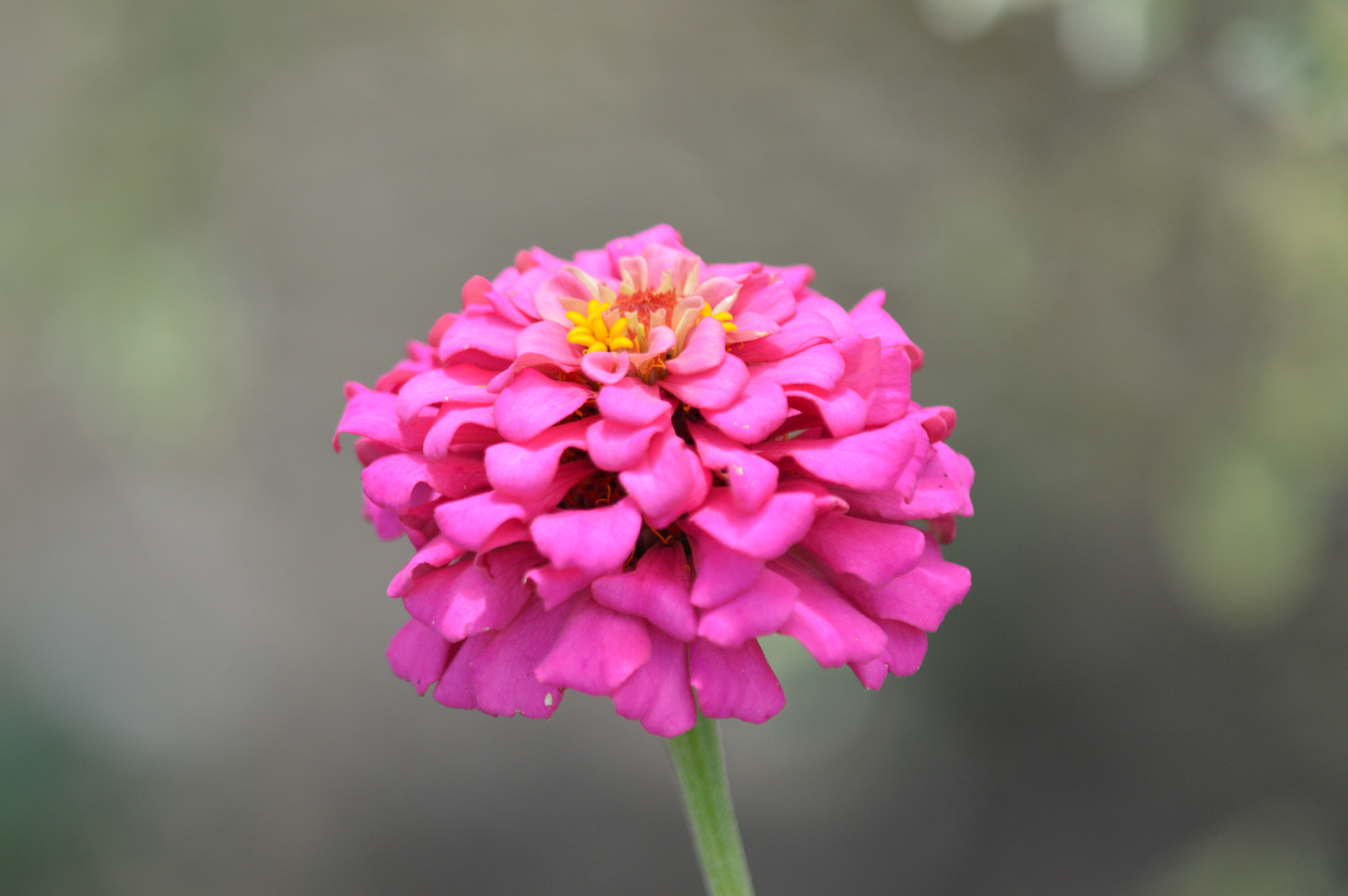 Tamron SP AF 180mm F3.5 Di LD (IF) Macro sample photo. Flowers photography
