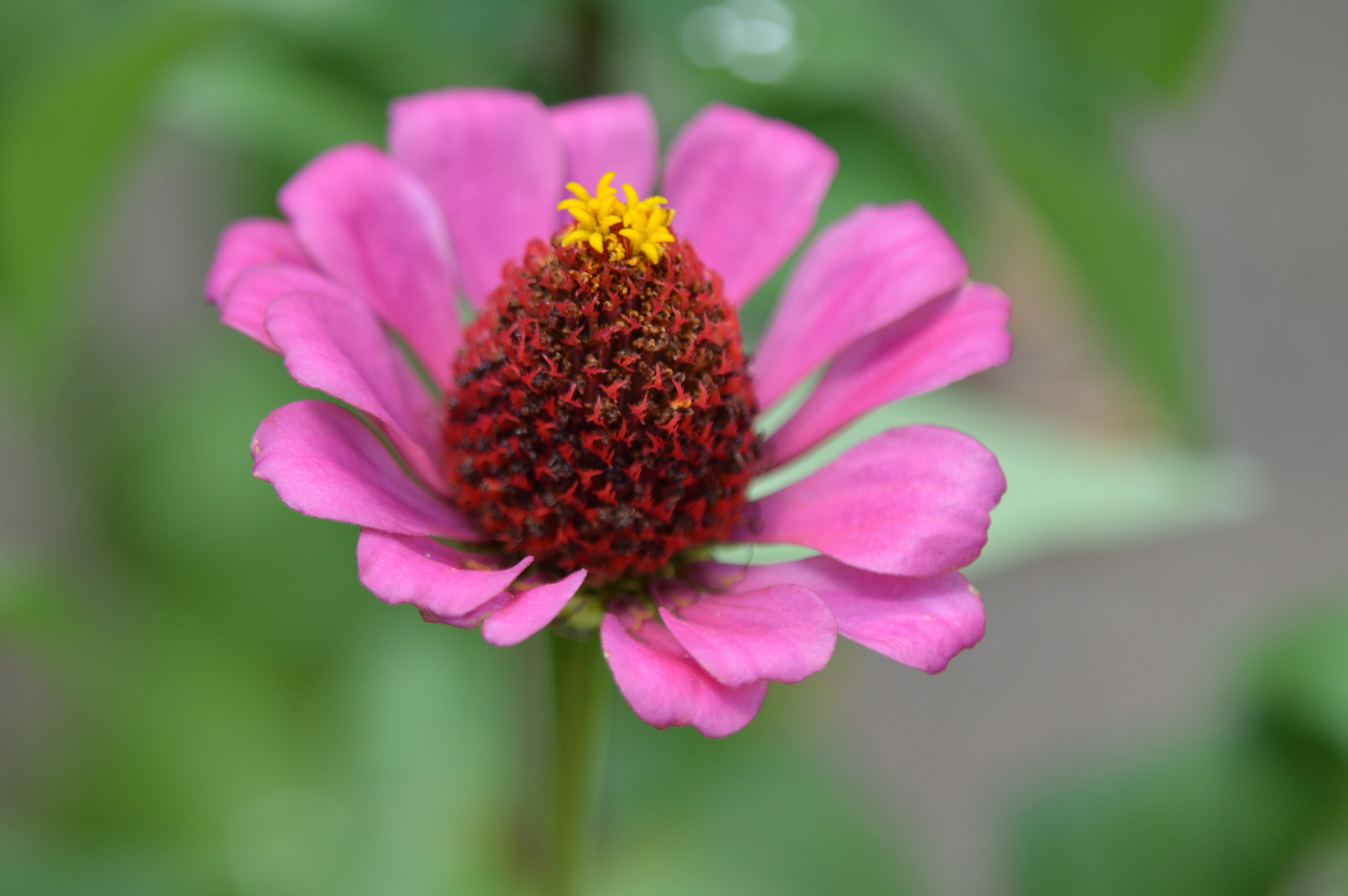 Nikon D3200 + Tamron SP AF 180mm F3.5 Di LD (IF) Macro sample photo. Flowers photography