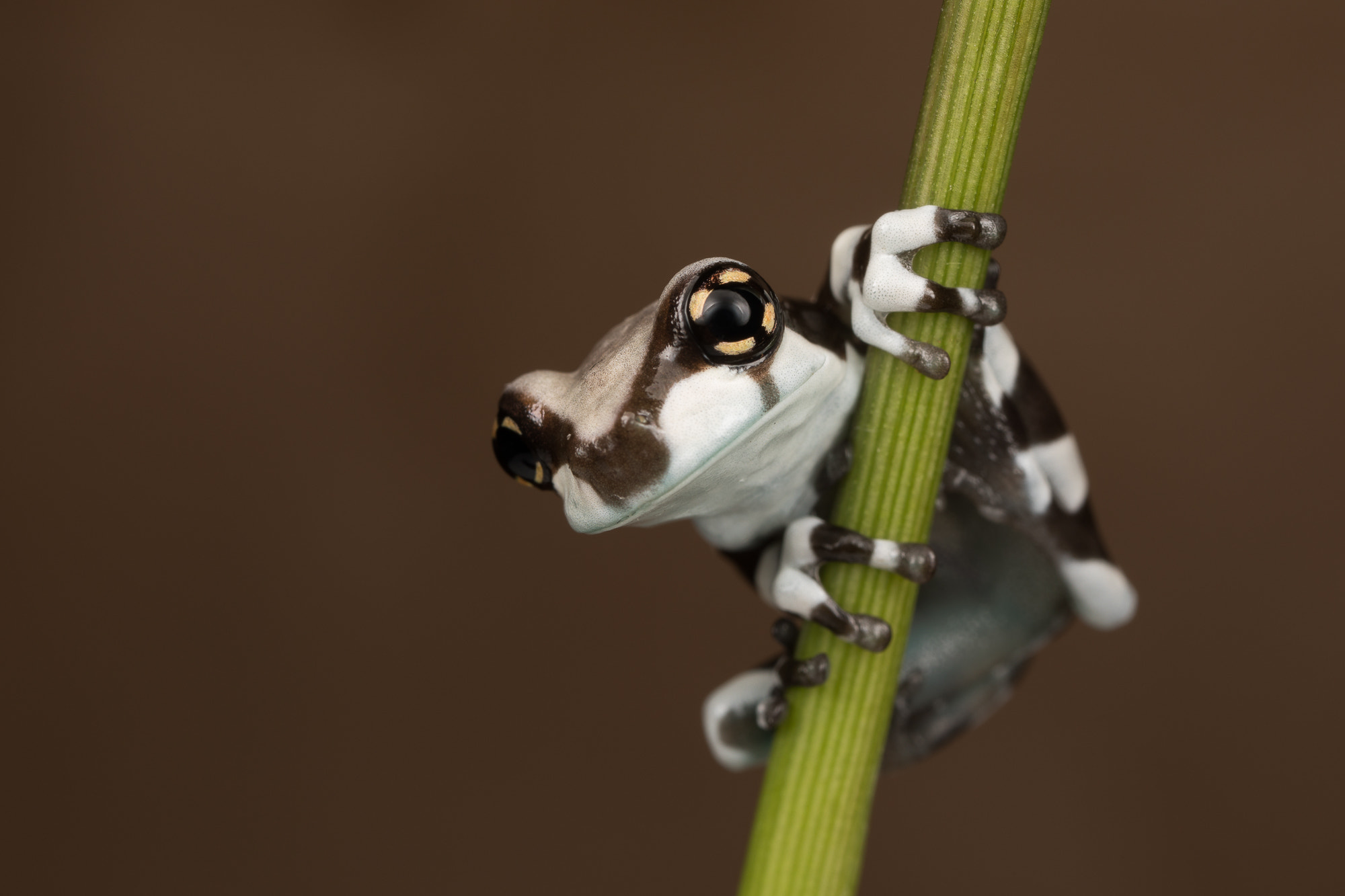 Canon MP-E 65mm F2.5 1-5x Macro Photo sample photo. Milkfrog, trachycephalus resinifictrix photography