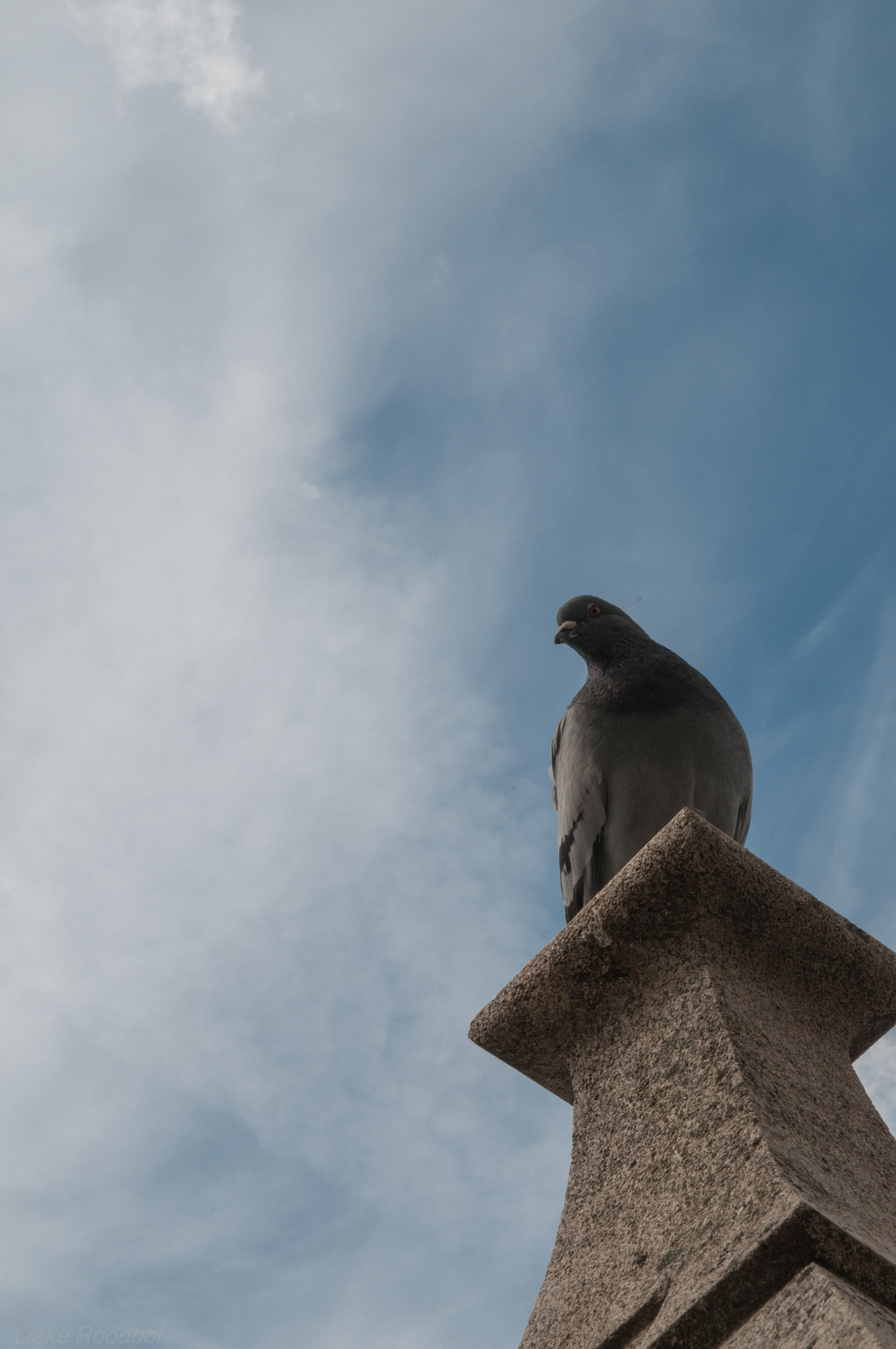 Sigma 17-70mm F2.8-4.5 DC Macro Asp. IF sample photo. Pigeon of notre dame photography