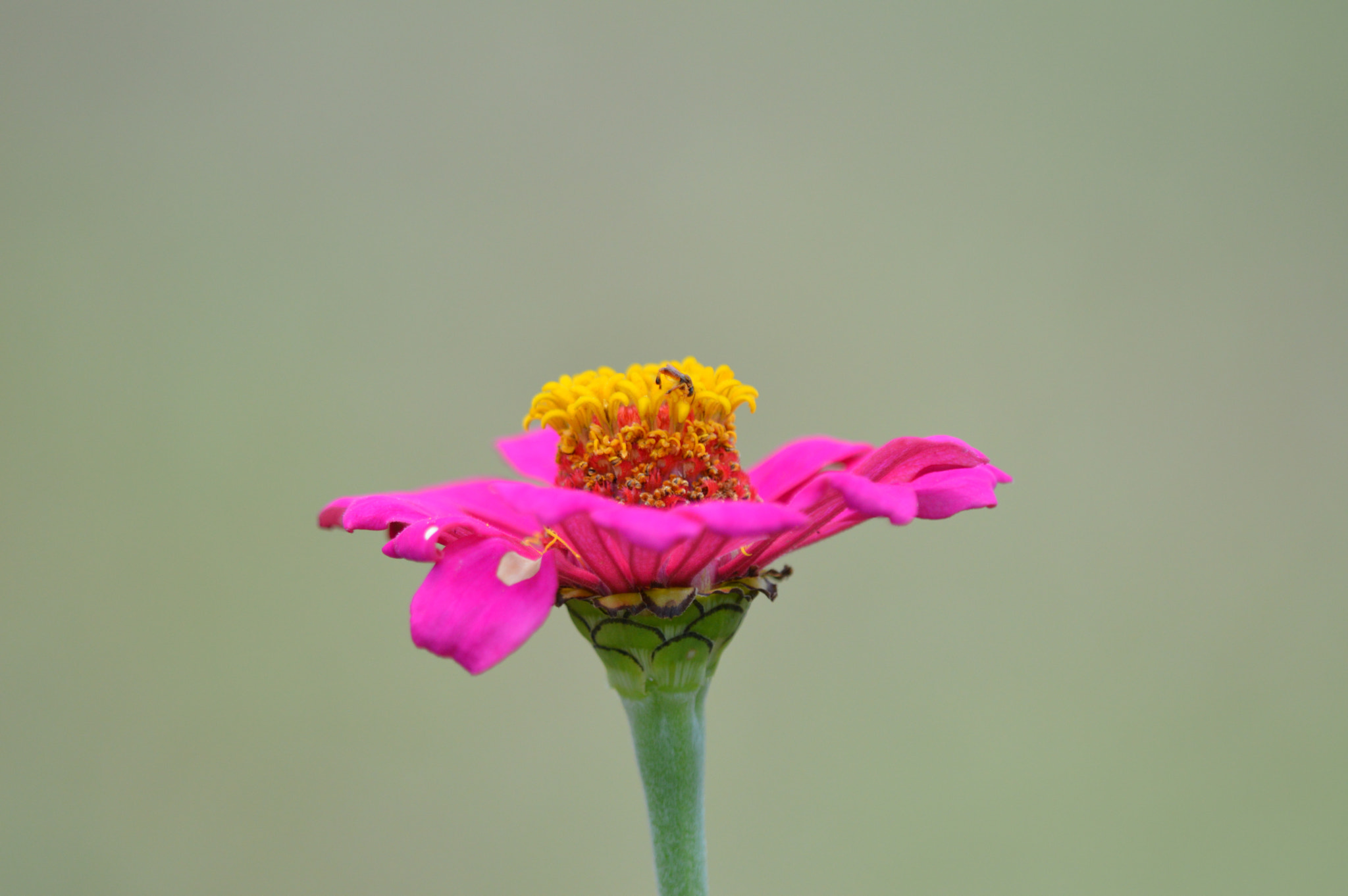 Tamron SP AF 180mm F3.5 Di LD (IF) Macro sample photo. Flowers photography