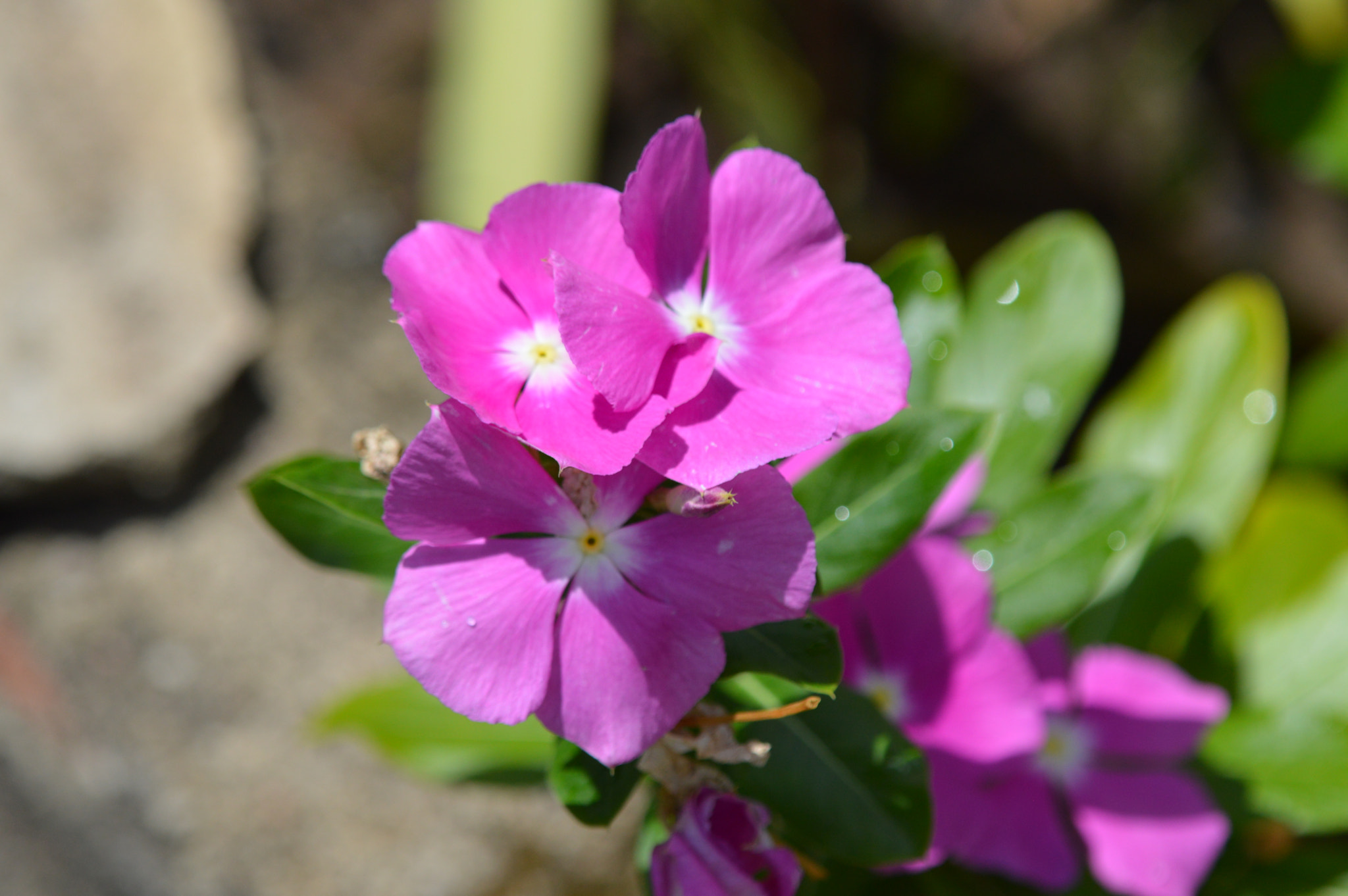 Tamron SP AF 180mm F3.5 Di LD (IF) Macro sample photo. Flowers photography