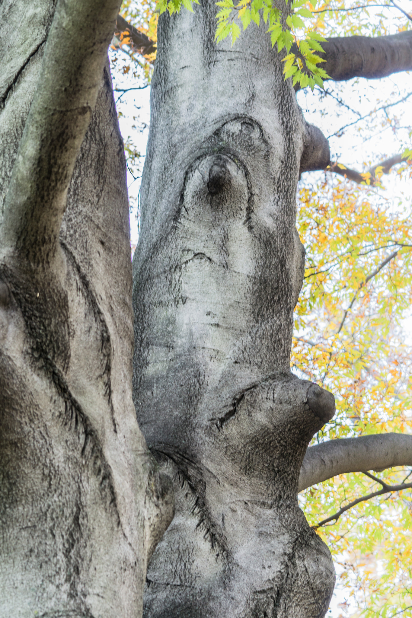 Sony FE 70-300mm F4.5-5.6 G OSS sample photo. Grumpy tree photography