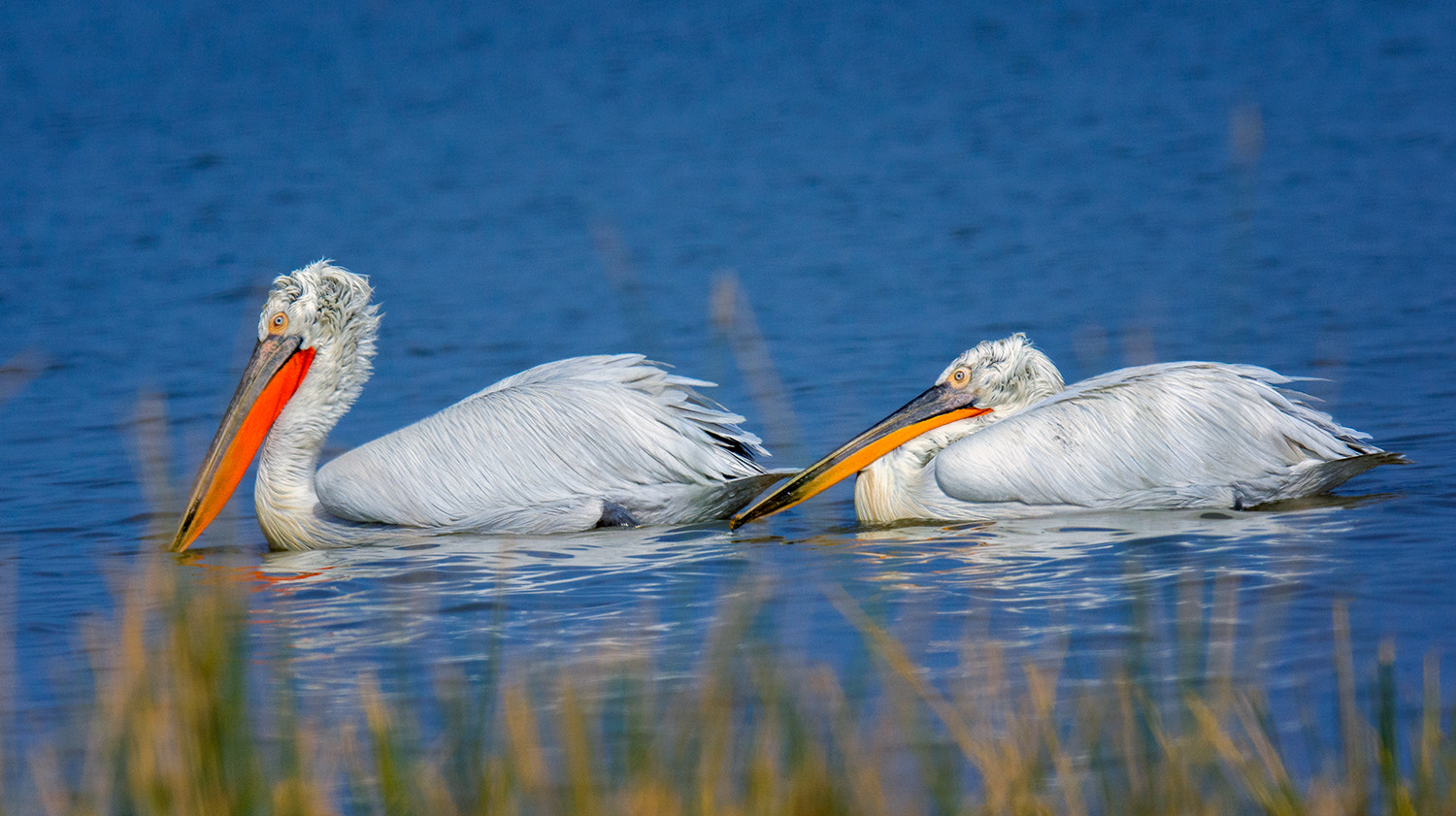 Nikon AF-S Nikkor 600mm F4E FL ED VR sample photo. Dalmatian pelicans photography