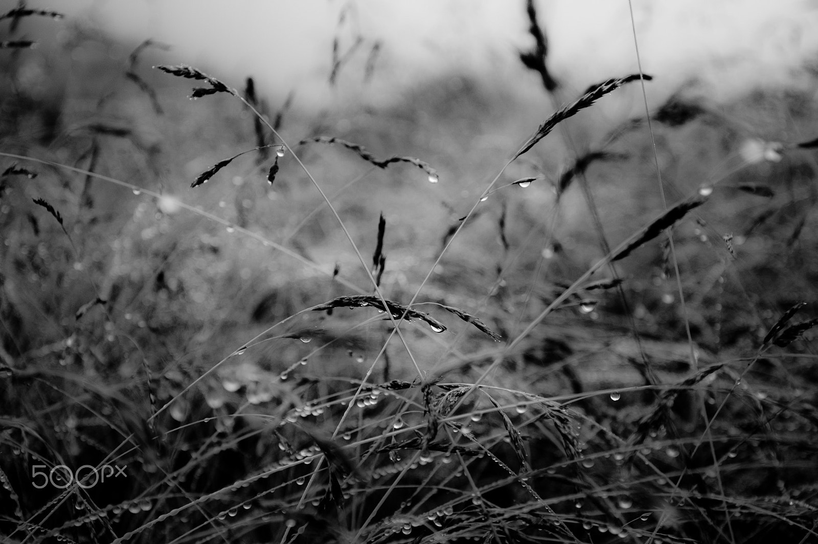 Nikon D50 sample photo. Black light photography