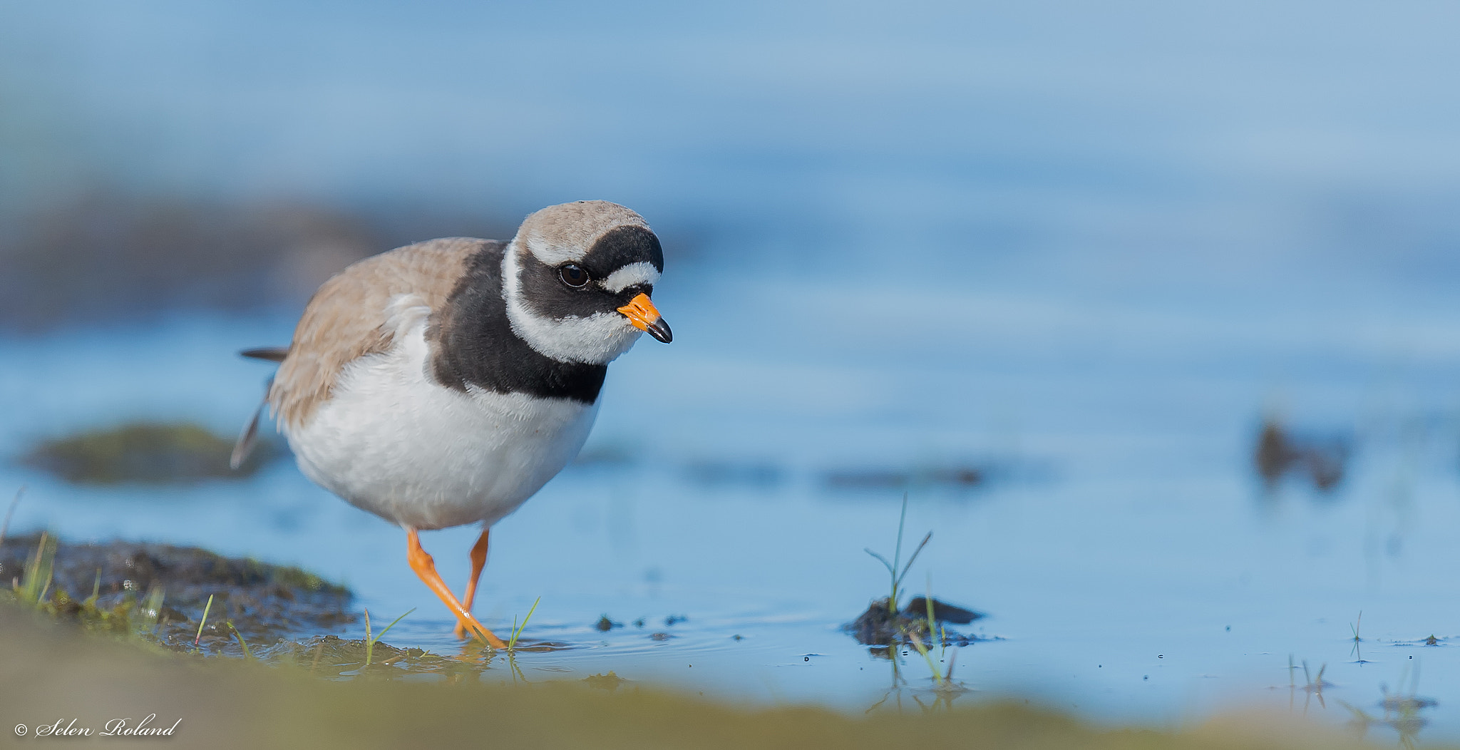Nikon D4 sample photo. Bontbekplevier - ringed plover photography