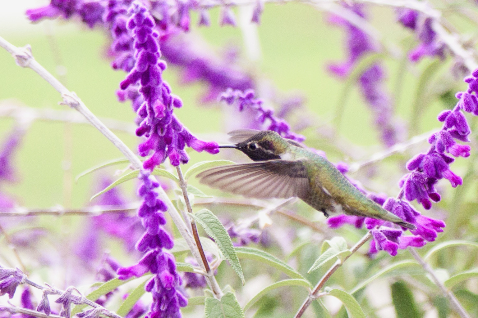 Canon EOS 50D + Canon EF 70-200mm F2.8L IS II USM sample photo. Humming bird photography