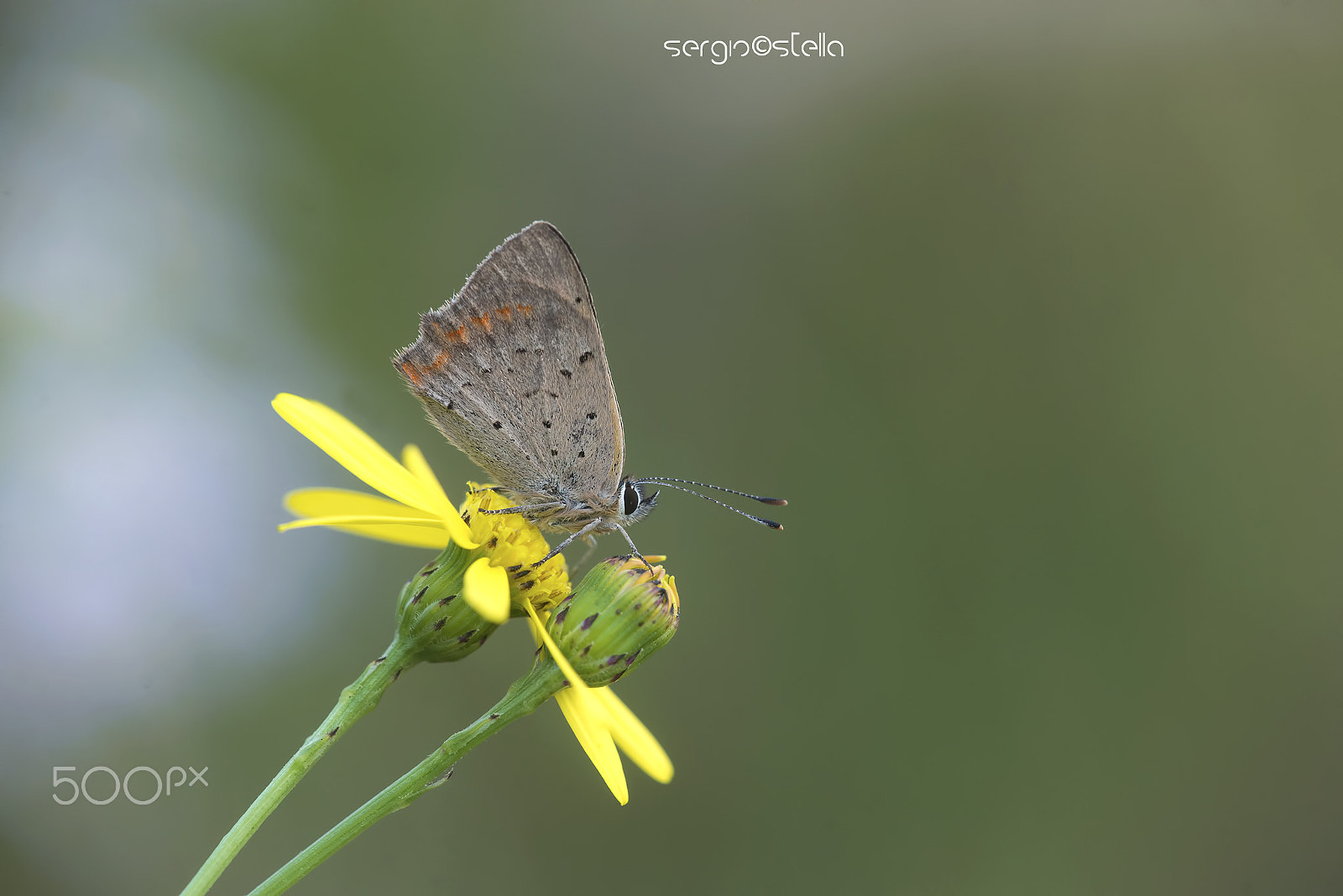 Nikon D610 sample photo. The small copper____in november photography