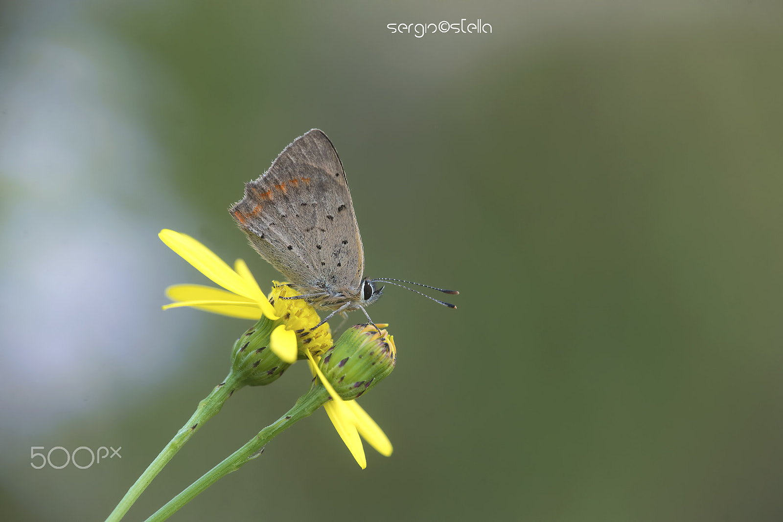 Nikon D610 + Sigma 150mm F2.8 EX DG Macro HSM sample photo. The small copper____in november photography