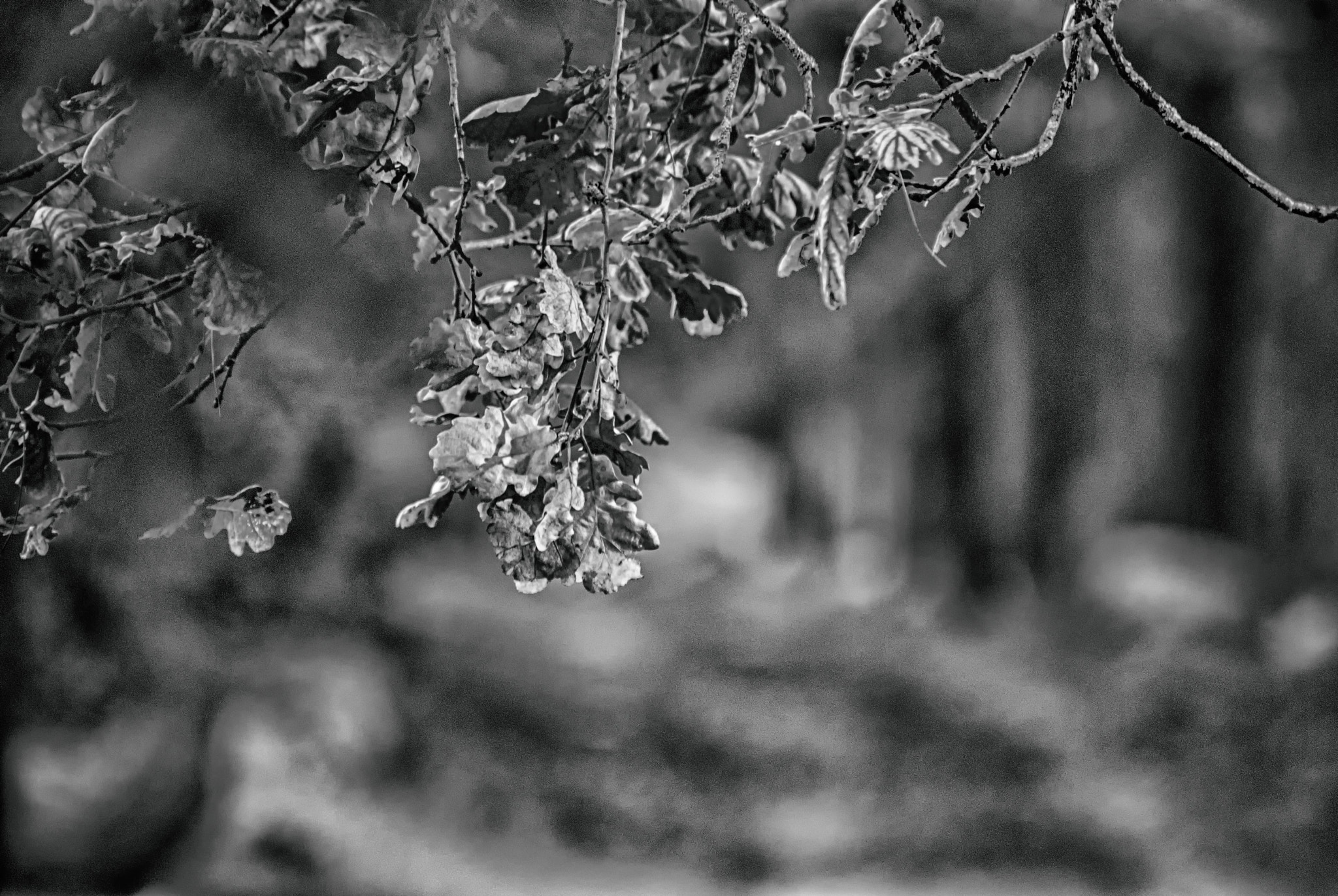 Nikon D80 sample photo. Foglie secche photography