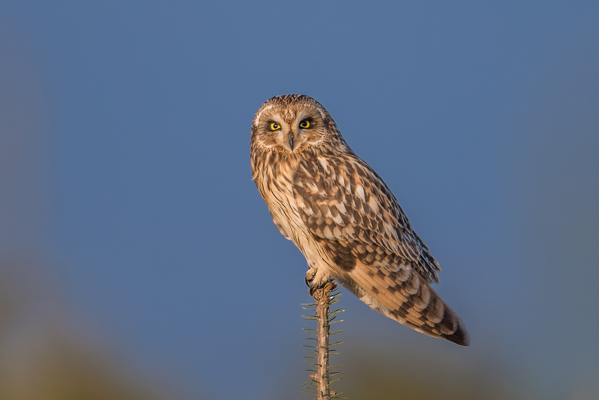 Nikon D810 + Nikon AF-S Nikkor 600mm F4G ED VR sample photo. Hibou des marais photography