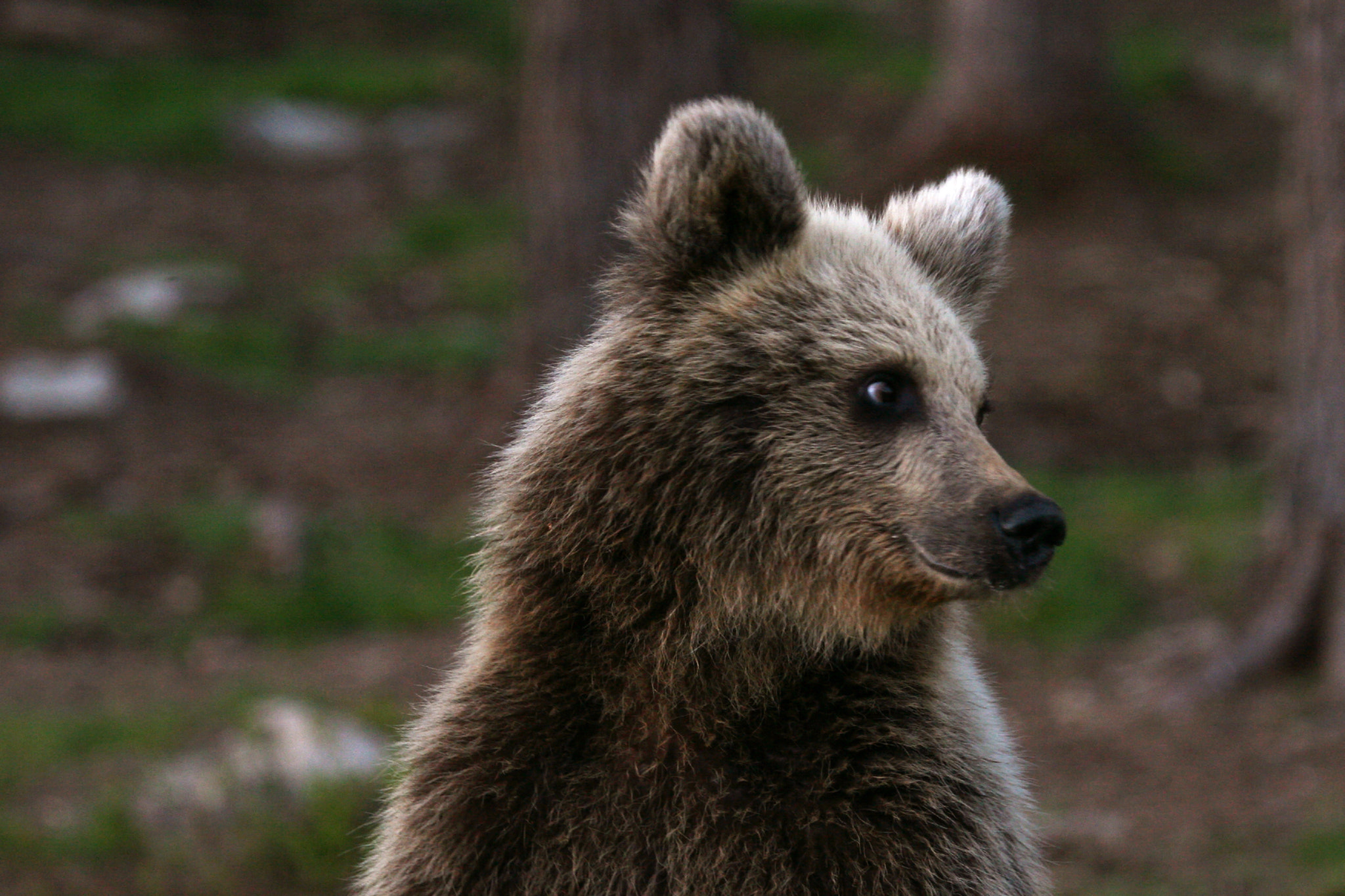 Canon EOS 30D + Canon EF 100-400mm F4.5-5.6L IS USM sample photo. Bear photography