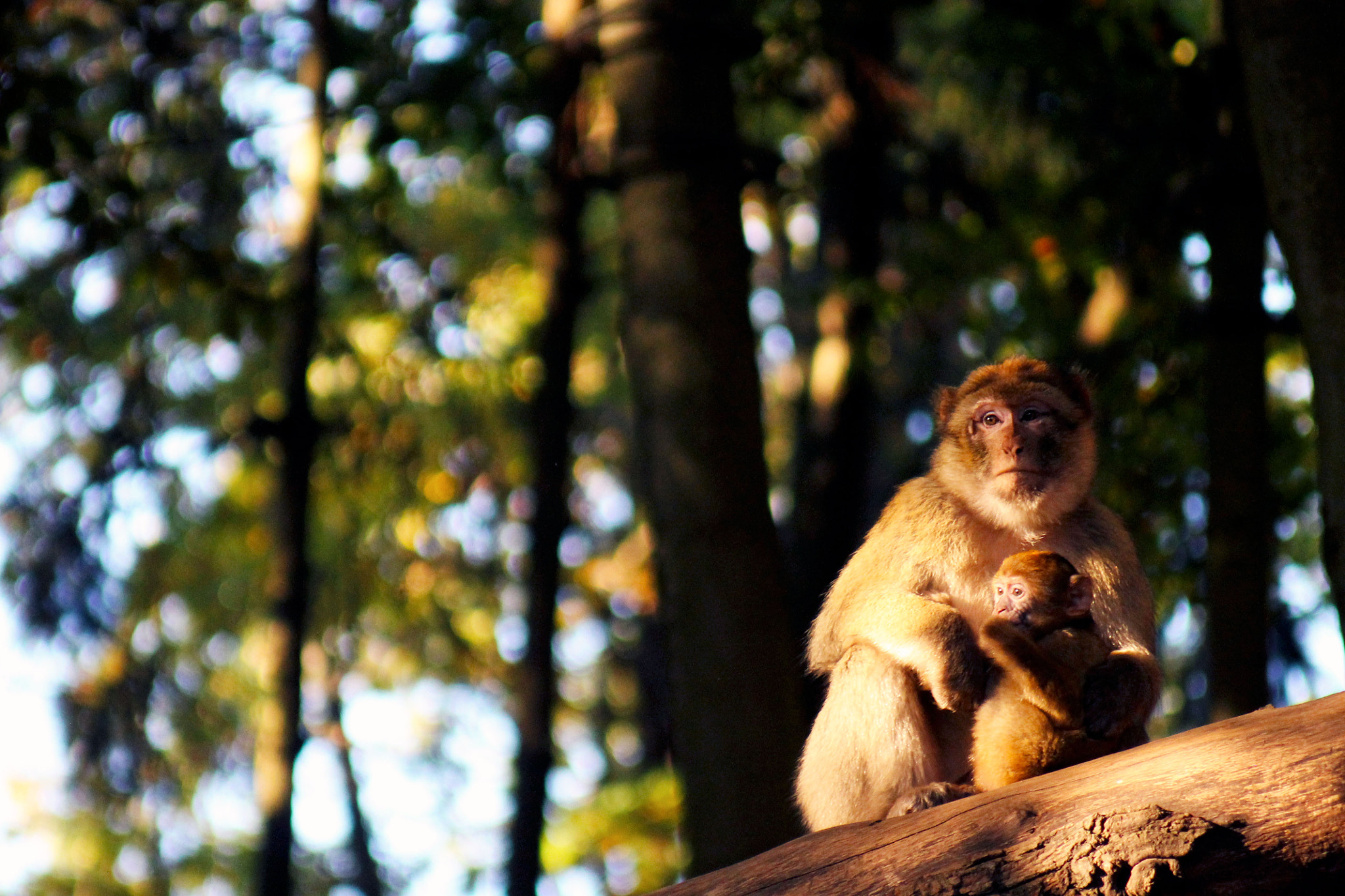 Canon EF 80-200mm F4.5-5.6 II sample photo. La planète des singes photography