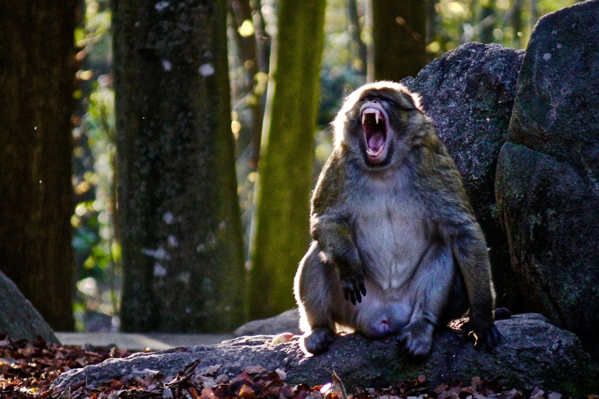 Canon EF 80-200mm F4.5-5.6 II sample photo. La planète des singes photography