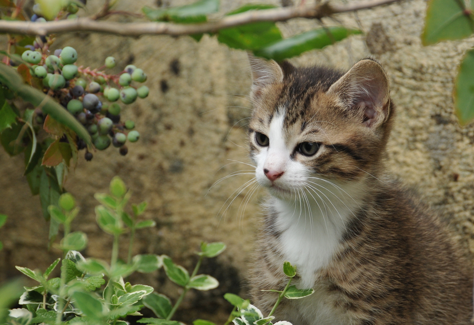 Nikon D300S sample photo. Chaton photography
