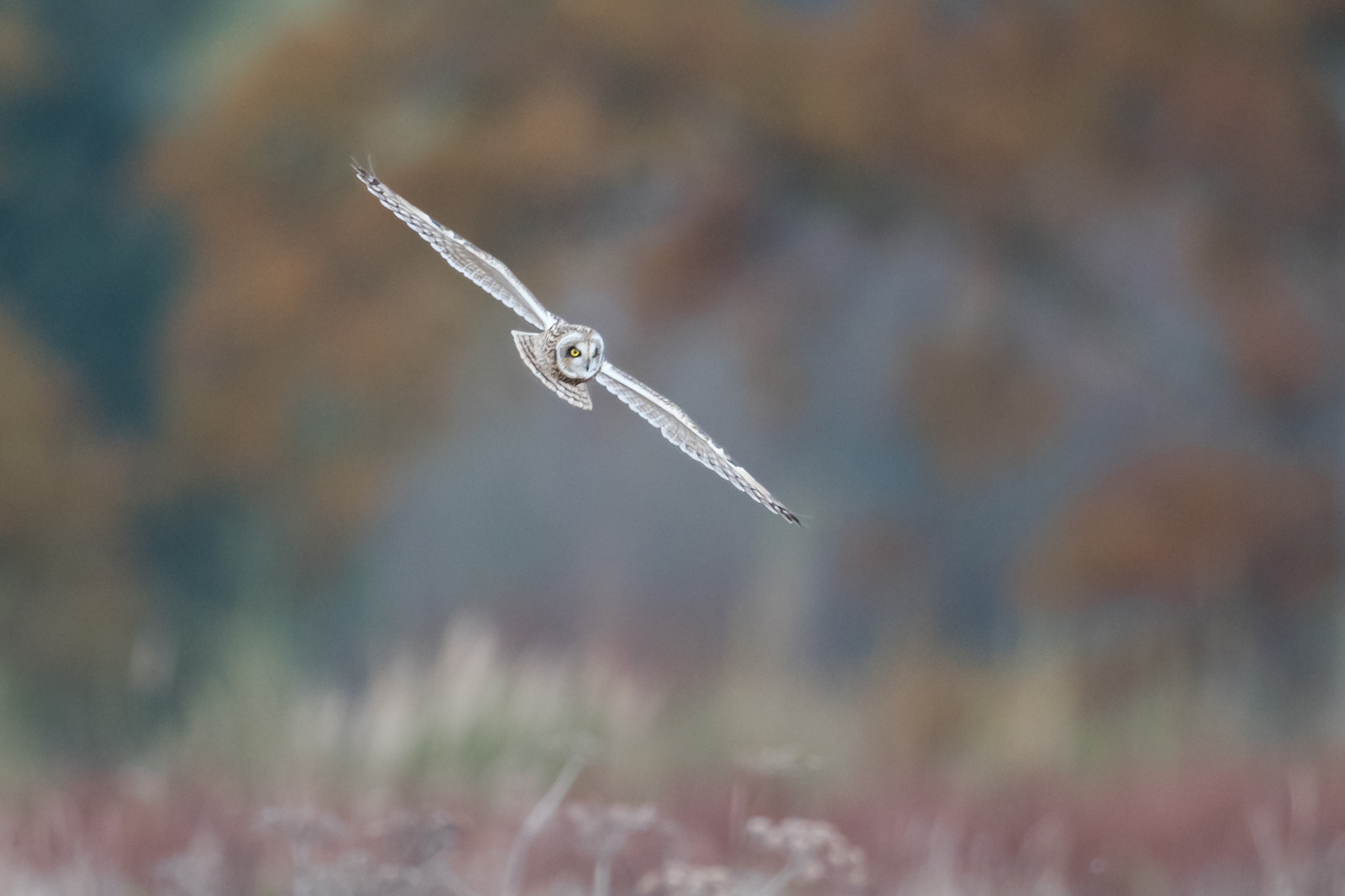 Nikon D810 + Nikon AF-S Nikkor 600mm F4G ED VR sample photo. Hibou des marais en vol photography