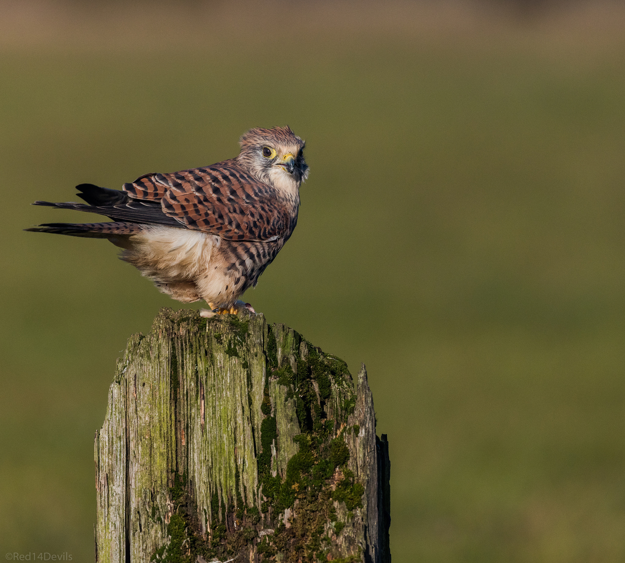 Canon EOS 5DS + Canon EF 200-400mm F4L IS USM Extender 1.4x sample photo. Female common kestrel photography