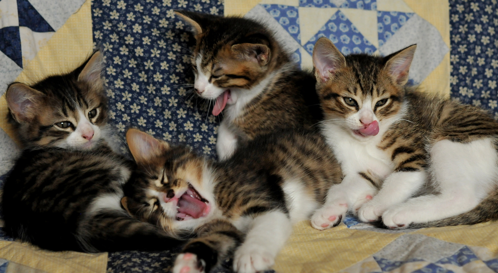 Nikon AF-S Micro-Nikkor 60mm F2.8G ED sample photo. Chatons photography