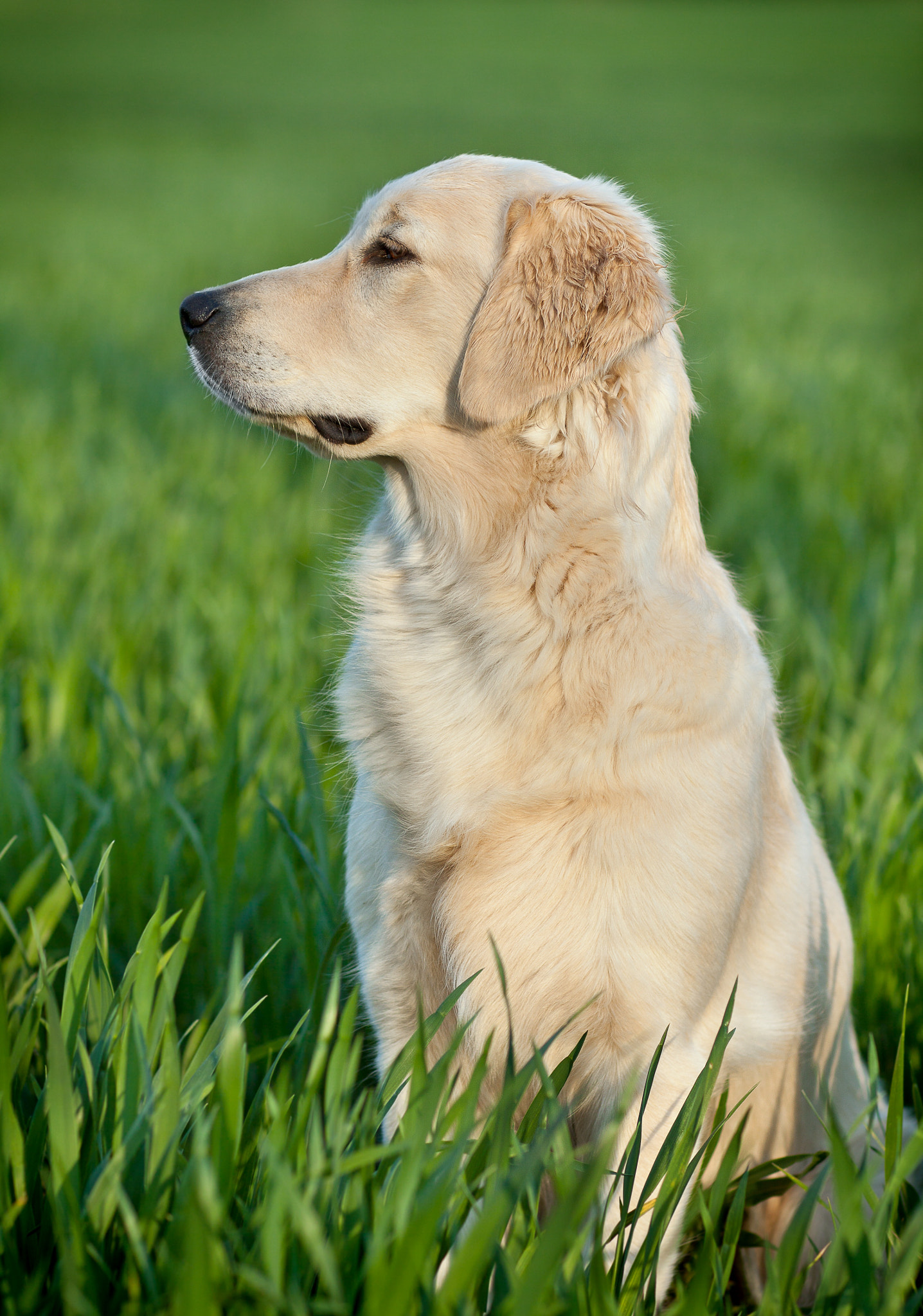 Canon EOS 50D + Canon EF 85mm F1.2L II USM sample photo. Portrait of a dog photography
