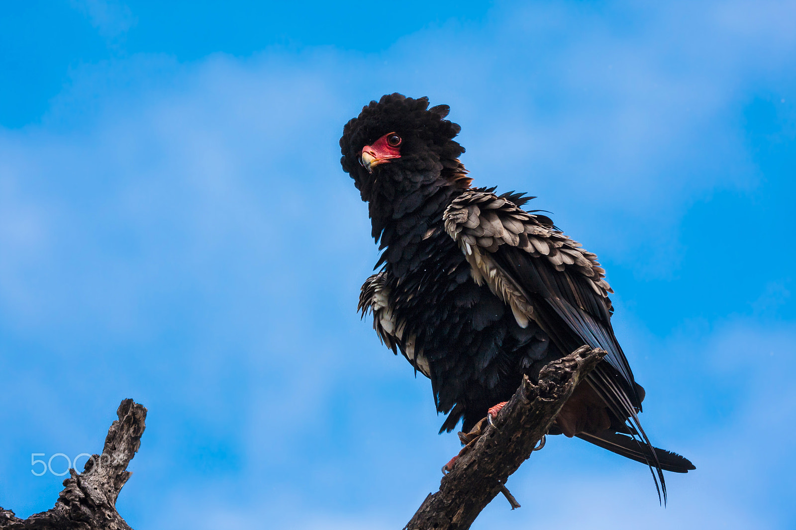 Canon EF 100-400mm F4.5-5.6L IS USM sample photo. Bateleur photography