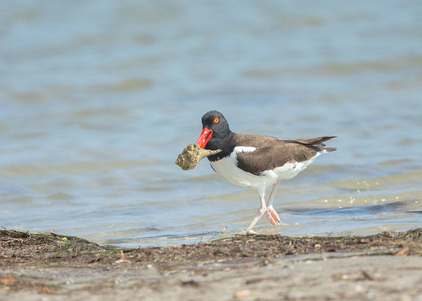 Canon EOS-1D X + Canon EF 500mm F4L IS II USM sample photo. Oystercatcher picking up a treat photography