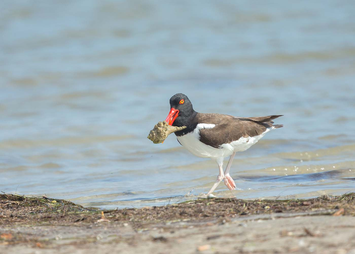 Canon EF 500mm F4L IS II USM sample photo. Oystercatcher picking up a treat photography
