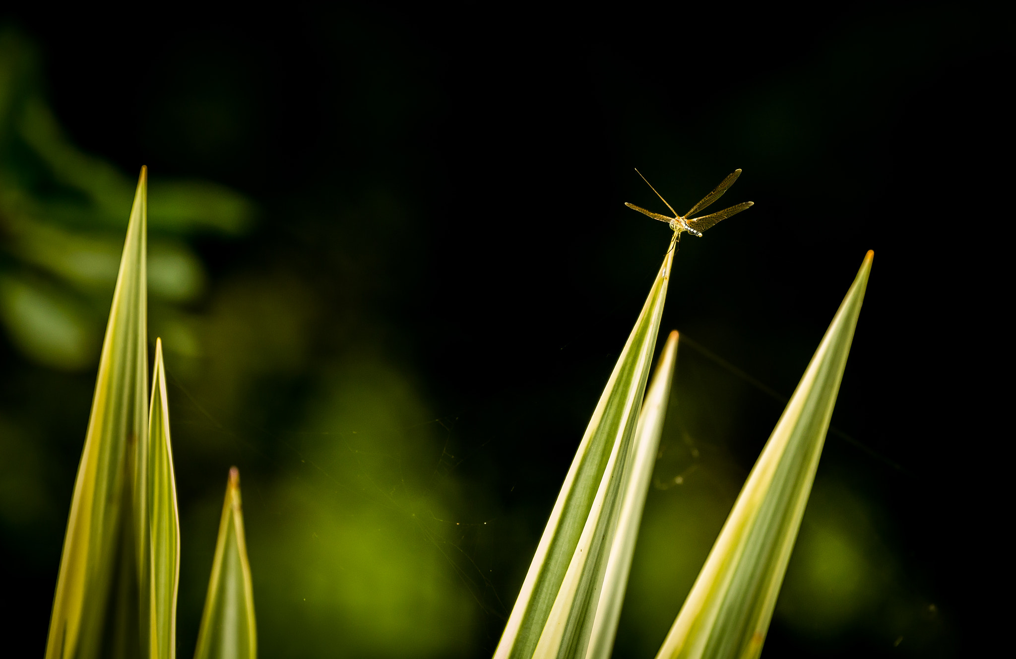 Canon EOS 700D (EOS Rebel T5i / EOS Kiss X7i) sample photo. Dragonfly photography